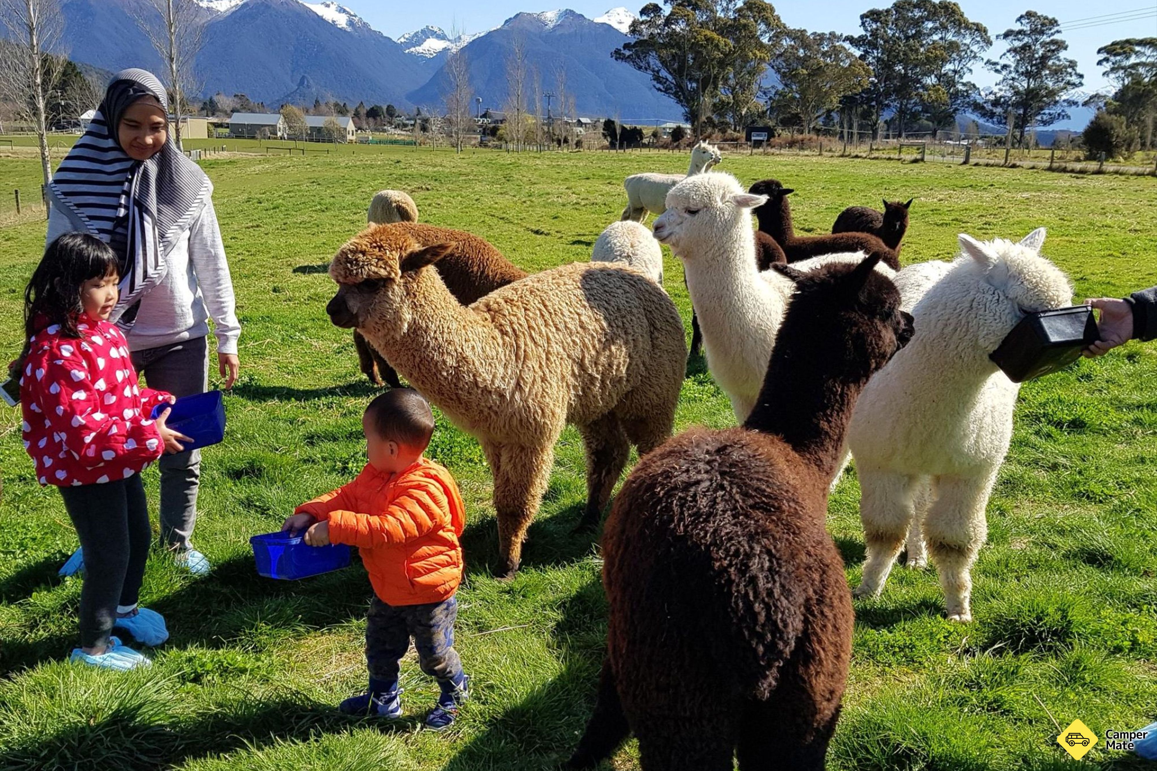 Restauranter i nærheden af Kepler Mountain View Alpacas