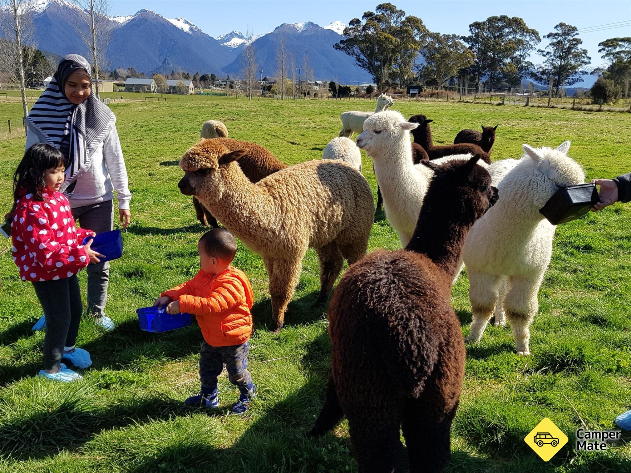 Kepler Mountain View Alpacas