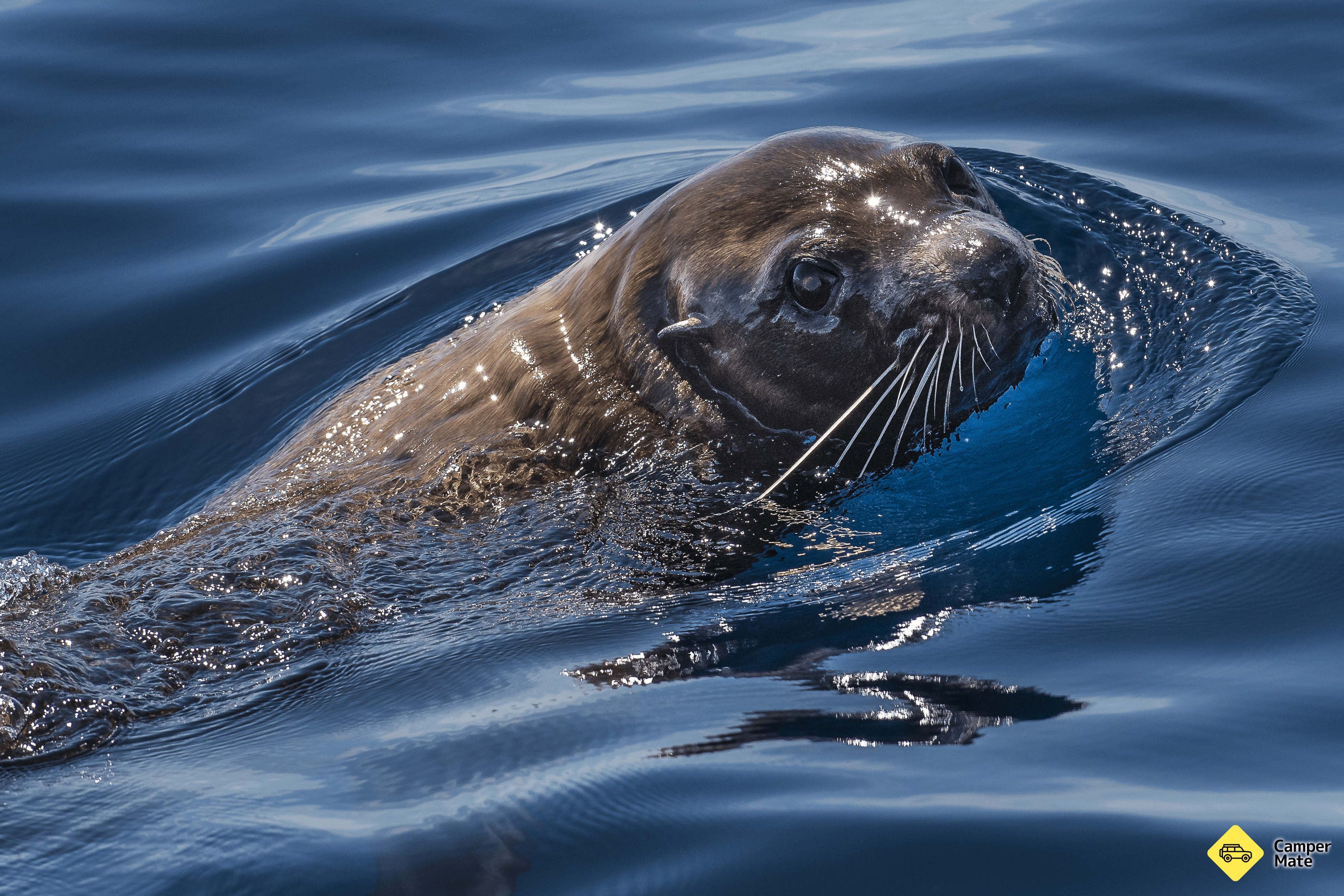 Bay Explorer Dolphin & Wildlife Cruises - Image 3