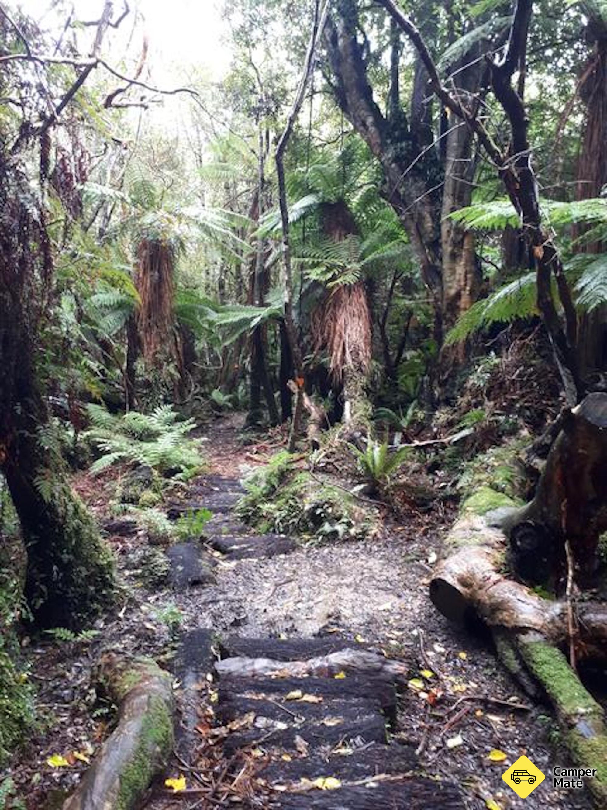 Waipohatu Waterfall Track - Image 2