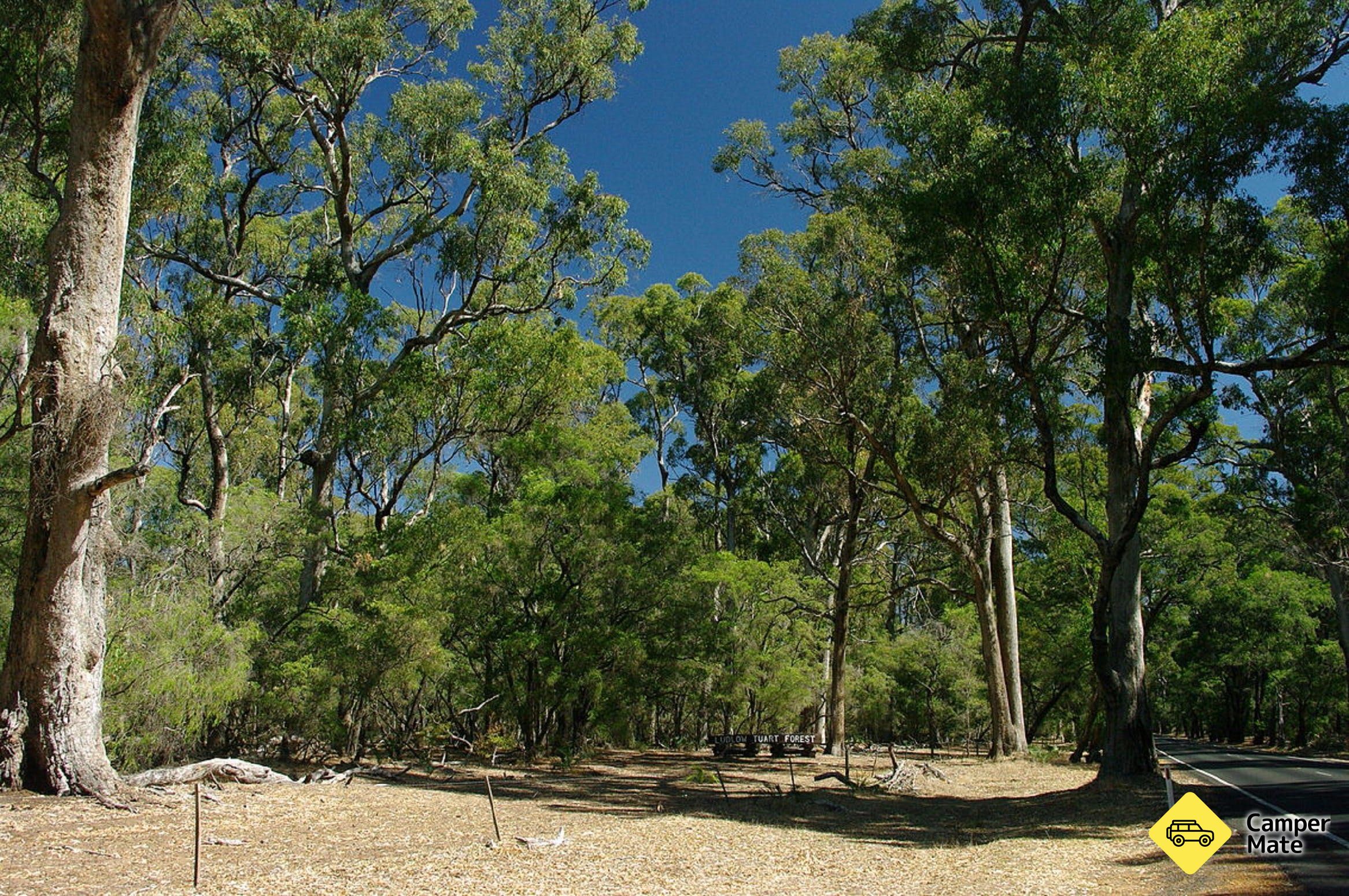 Maidens Tuart les