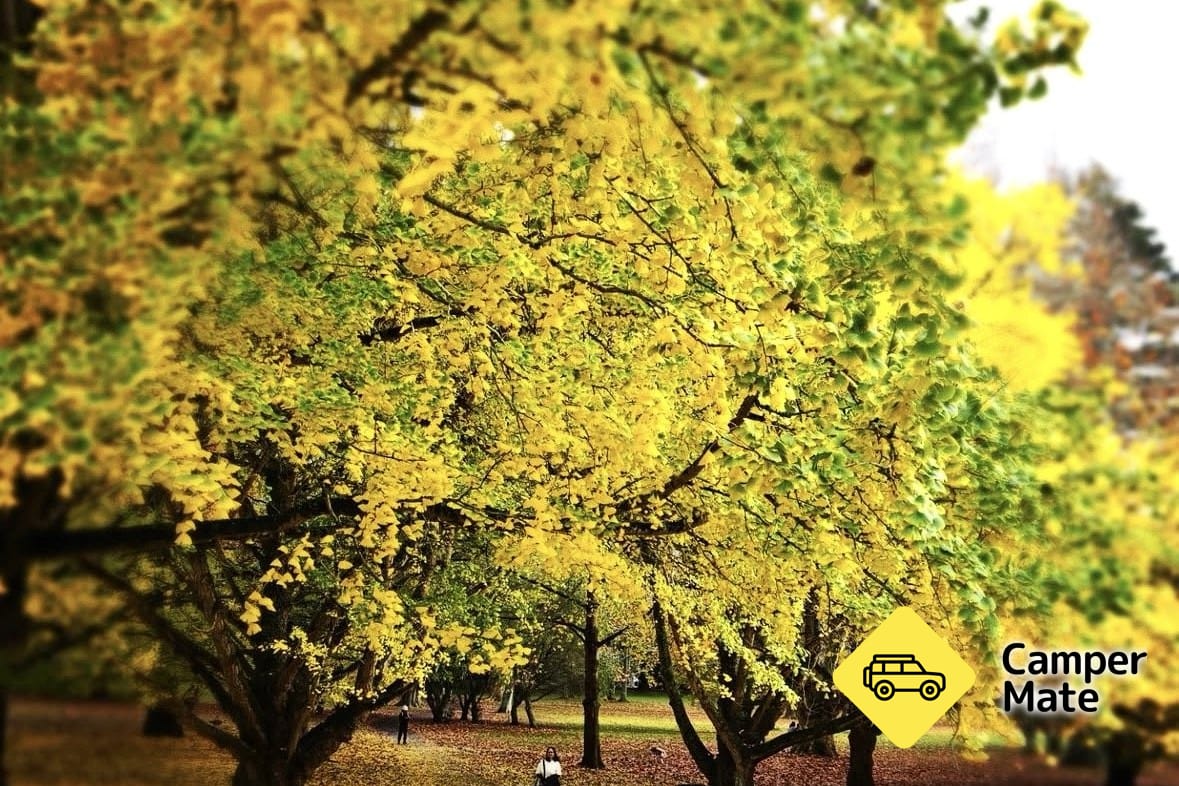 Cornwallský park - Image 2