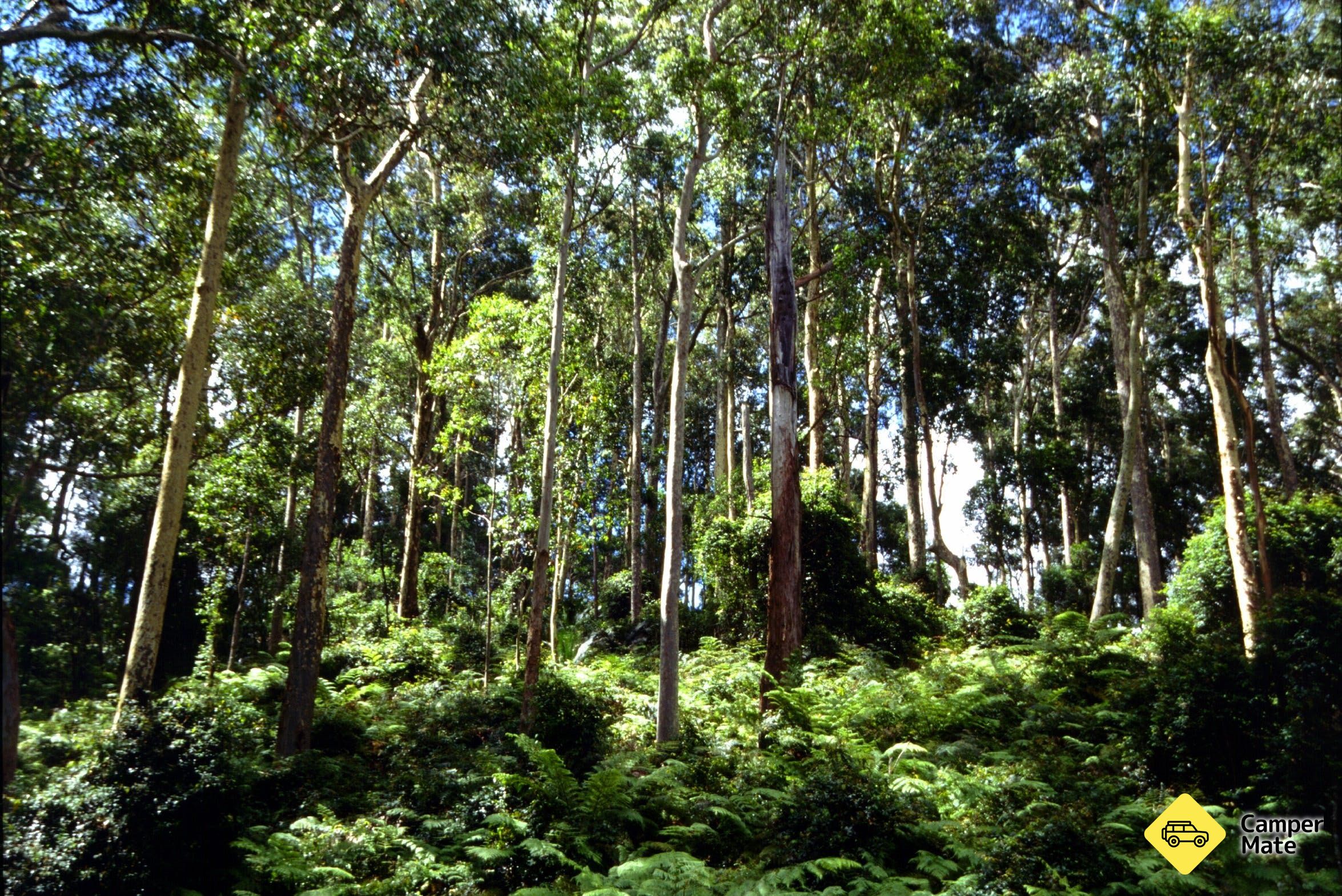 Box Cutting Rainforest Walk - Image 2