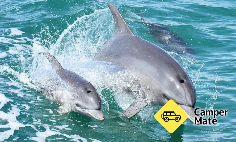 Mandurah Dolphin Watching and Scenic Marine Cruise - Image 2