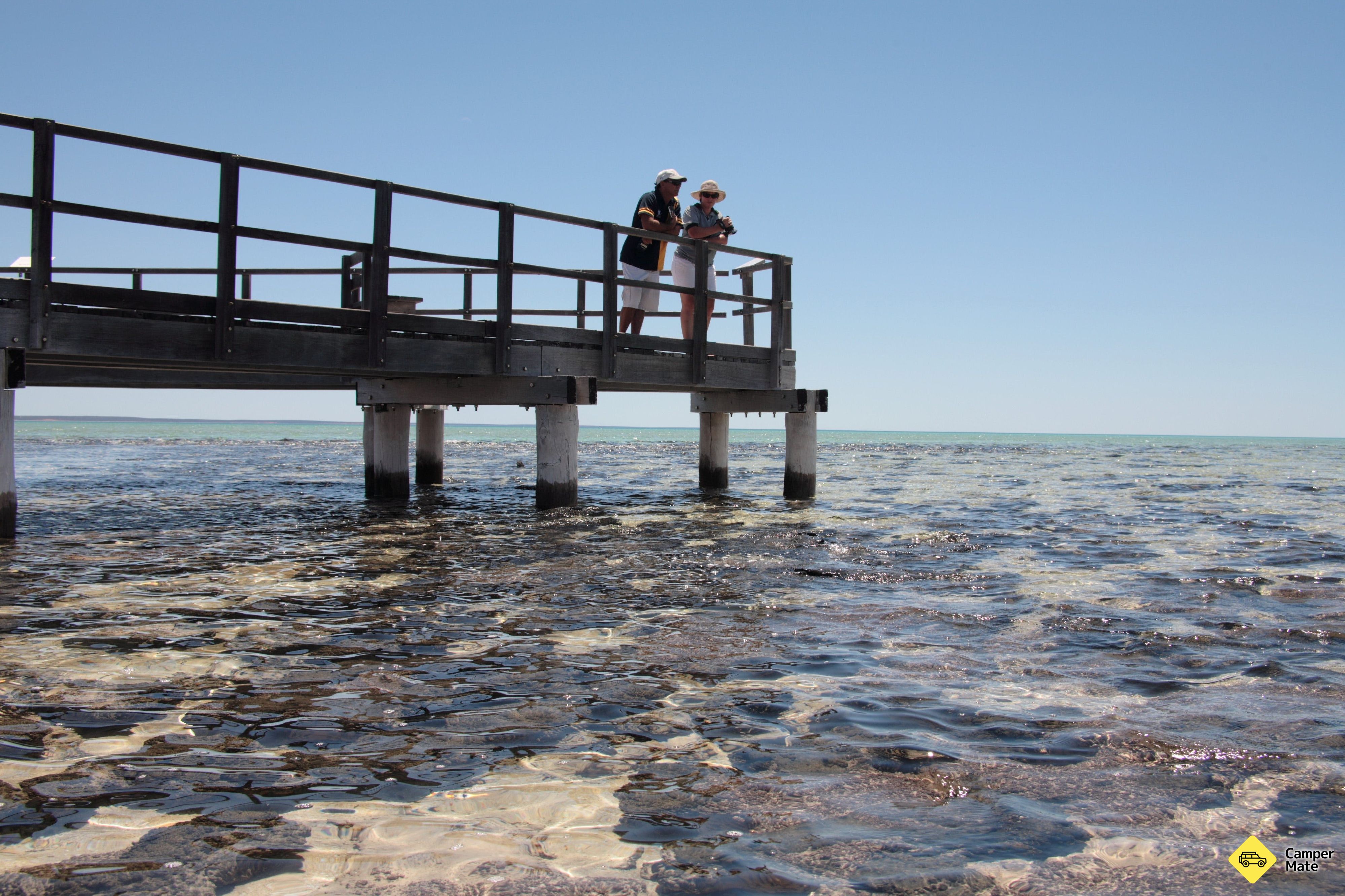 Hamelin Pool Stromatolites - Image 2