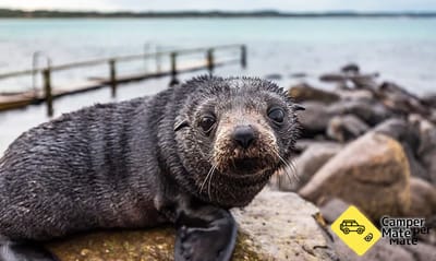 Cape Bridgewater Seal Colony Walk