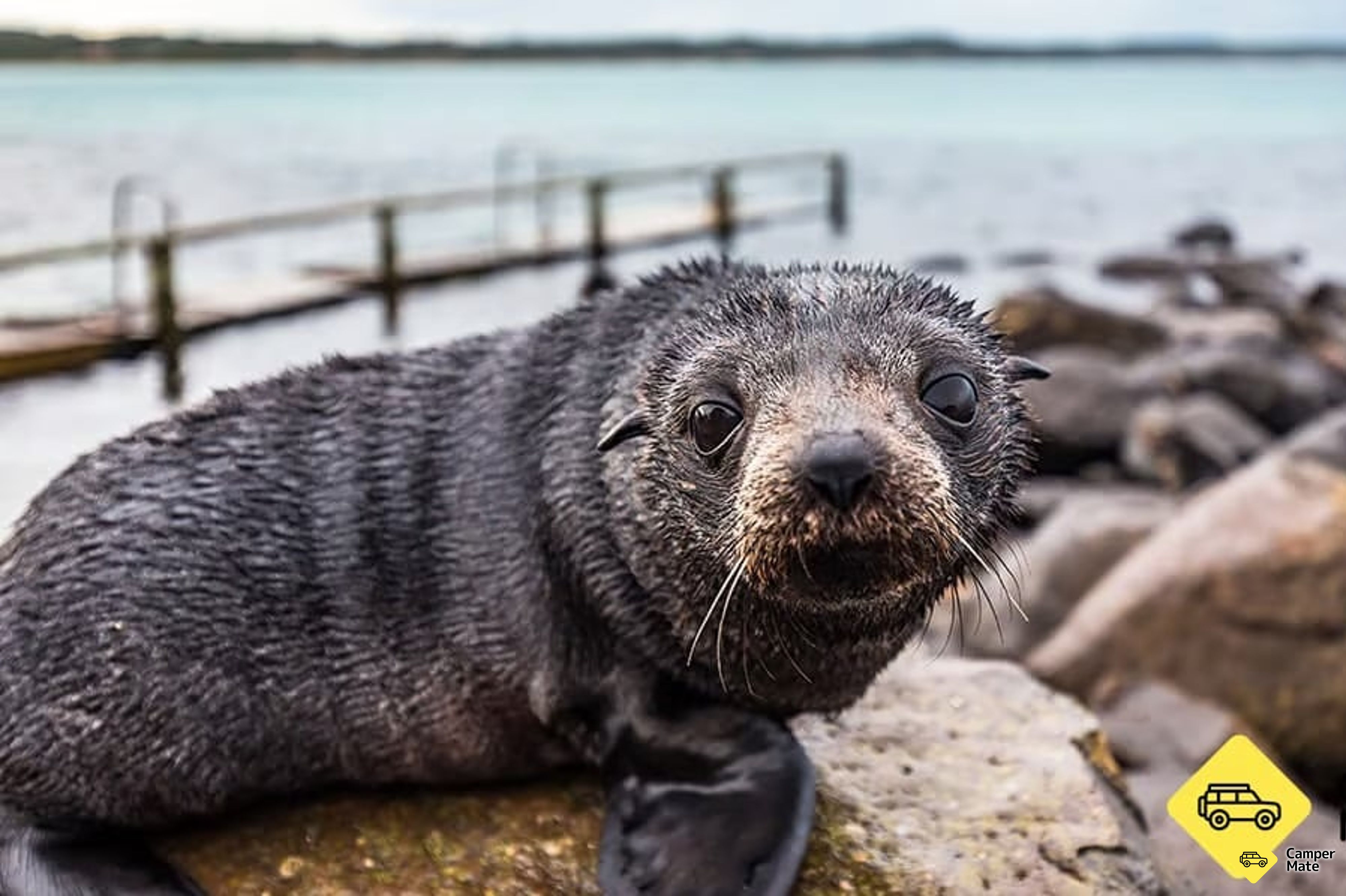 Cape Bridgewater Seal Colony Walk