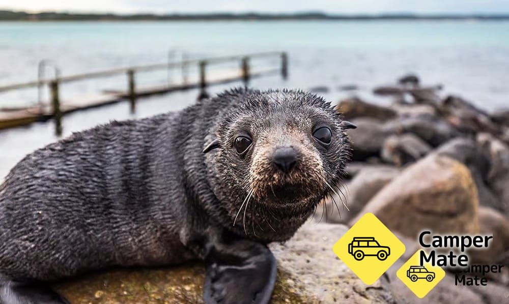 Cape Bridgewater Seal Colony Walk الساحل