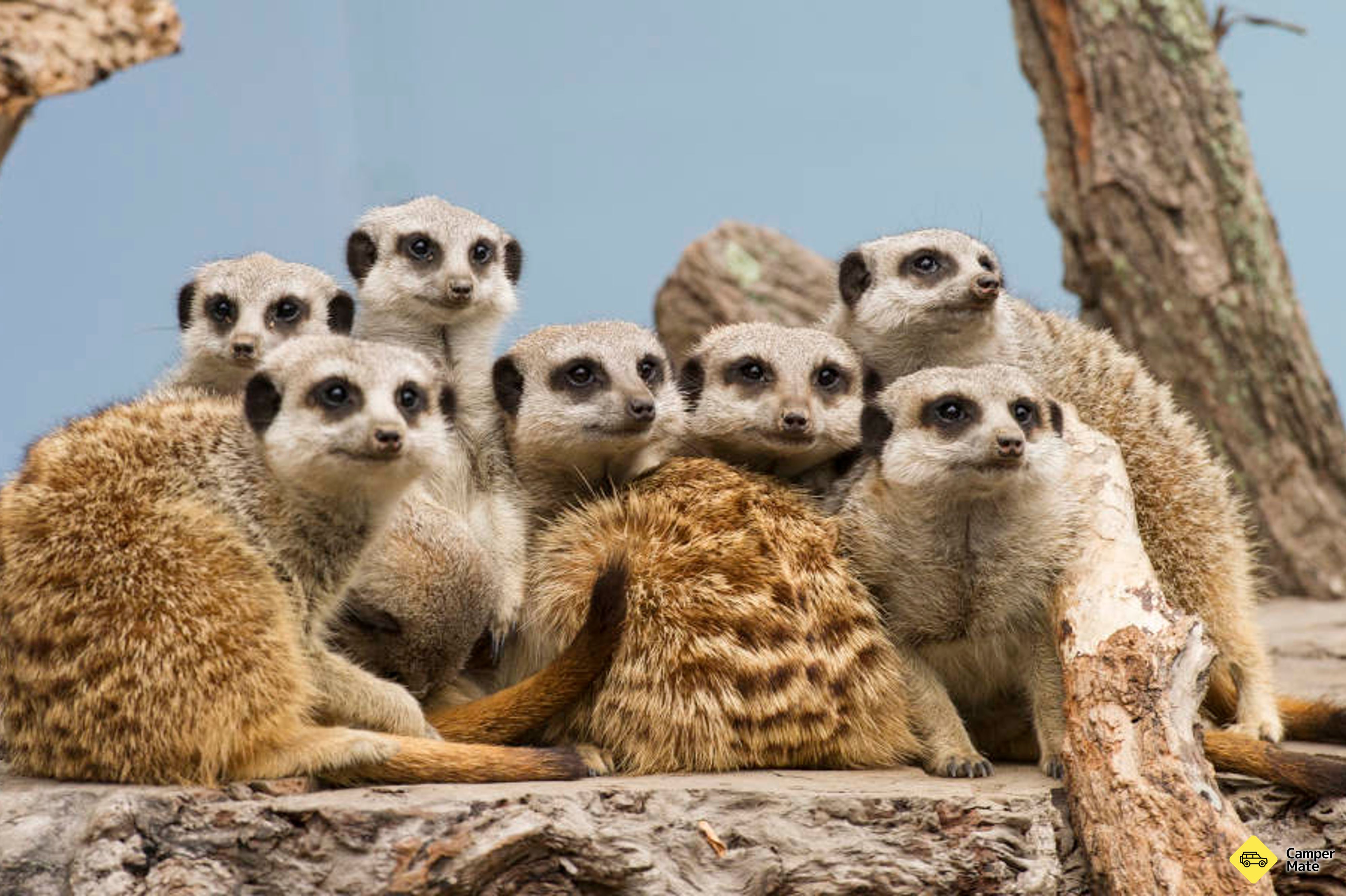 Acesso ao Mogo Wildlife Park