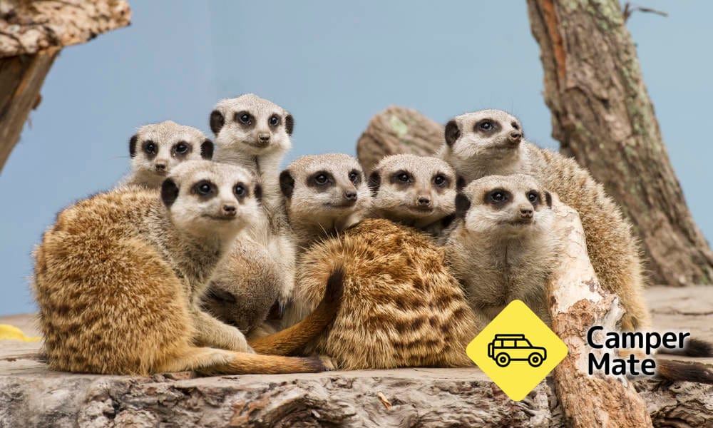 مطار Mogo Wildlife Park