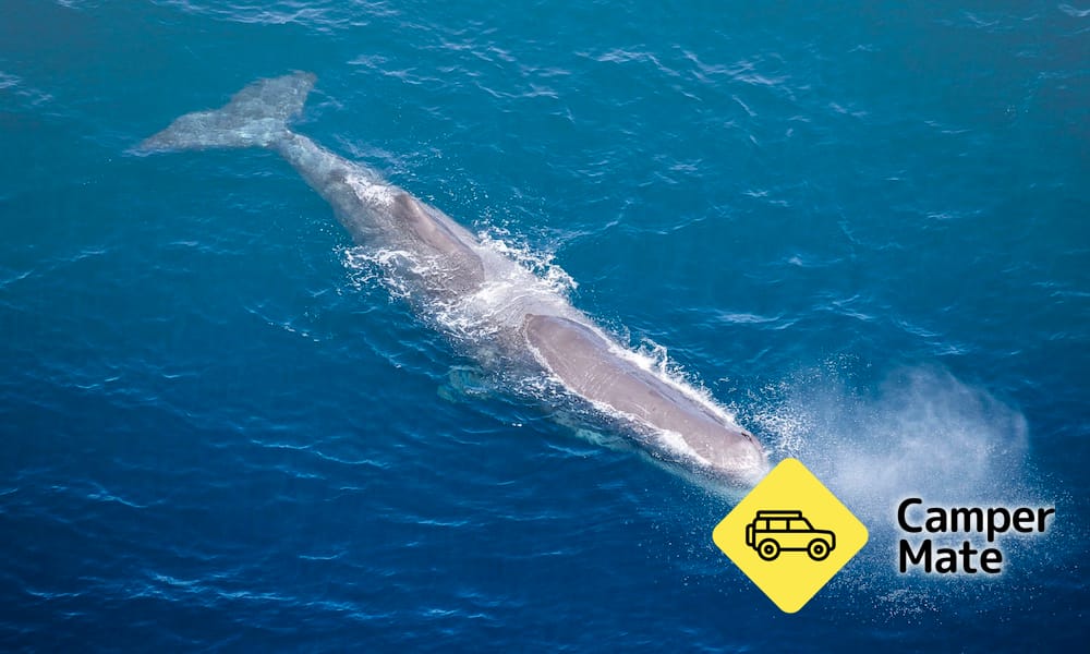 Wings Over Whales - Image 3