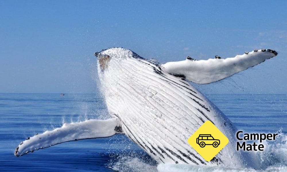 Busselton Whale Watching Cruise के बारे में राय - Image 3