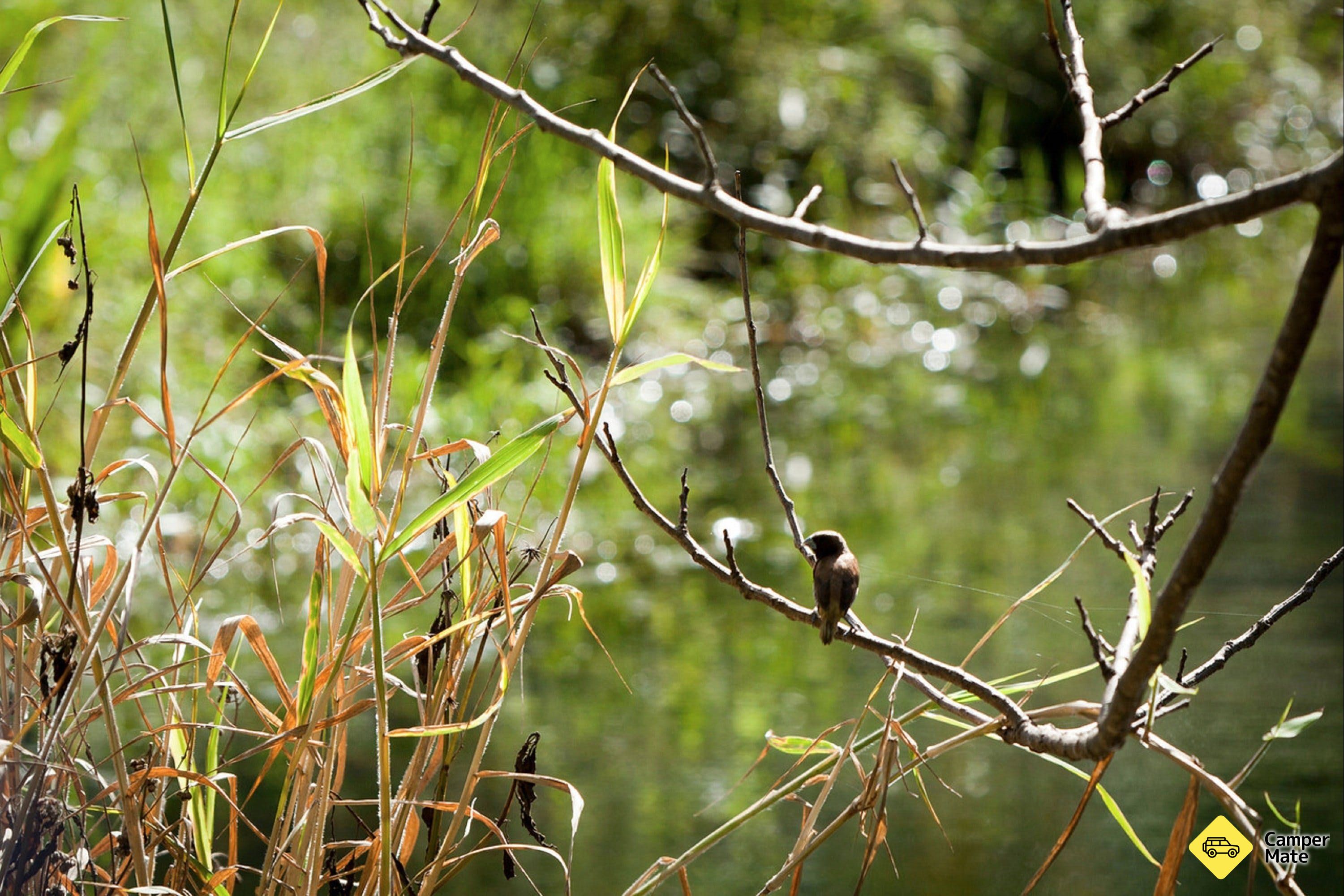 Tucki Tucki Nature Reserve - Image 2