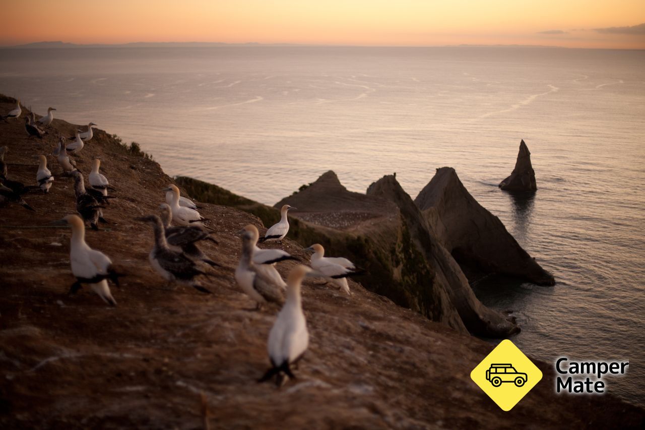 Cape Kidnappers - Image 3
