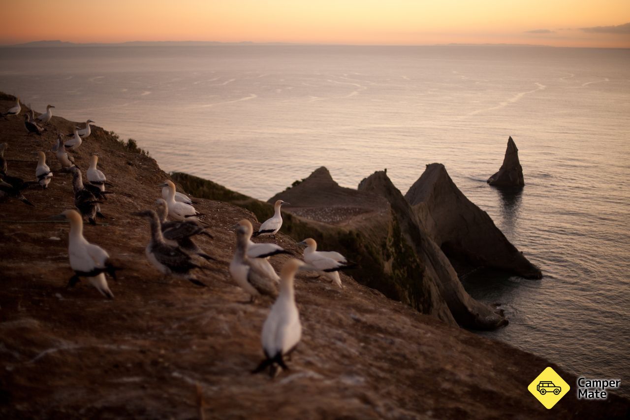 Cape Kidnappers