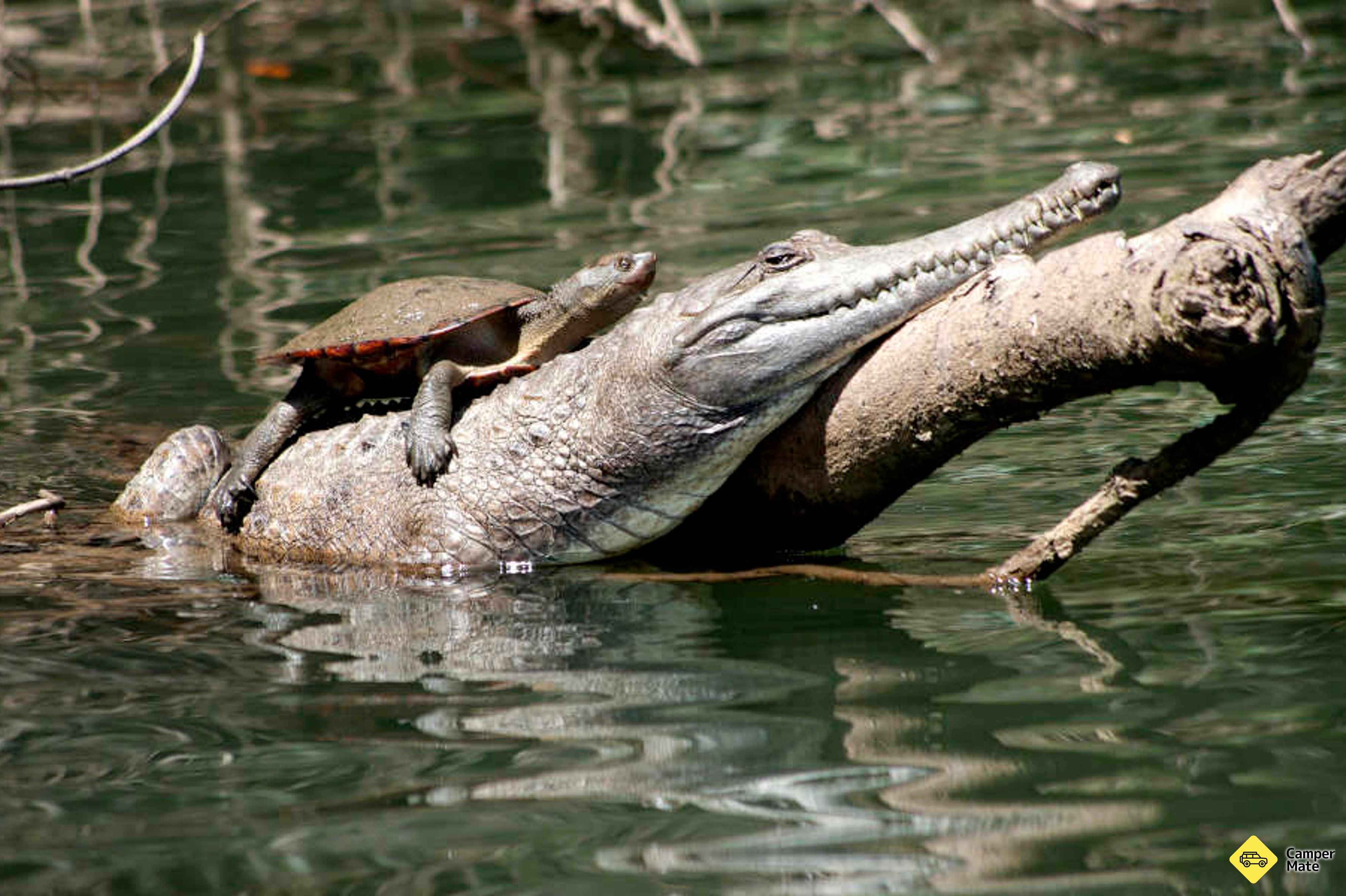 Crociera di Kuranda Riverboat - Image 2