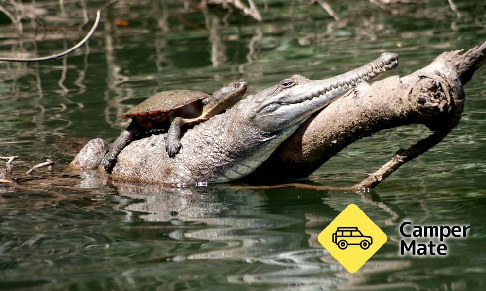 Kuranda Riverboat Cruise - Image 2