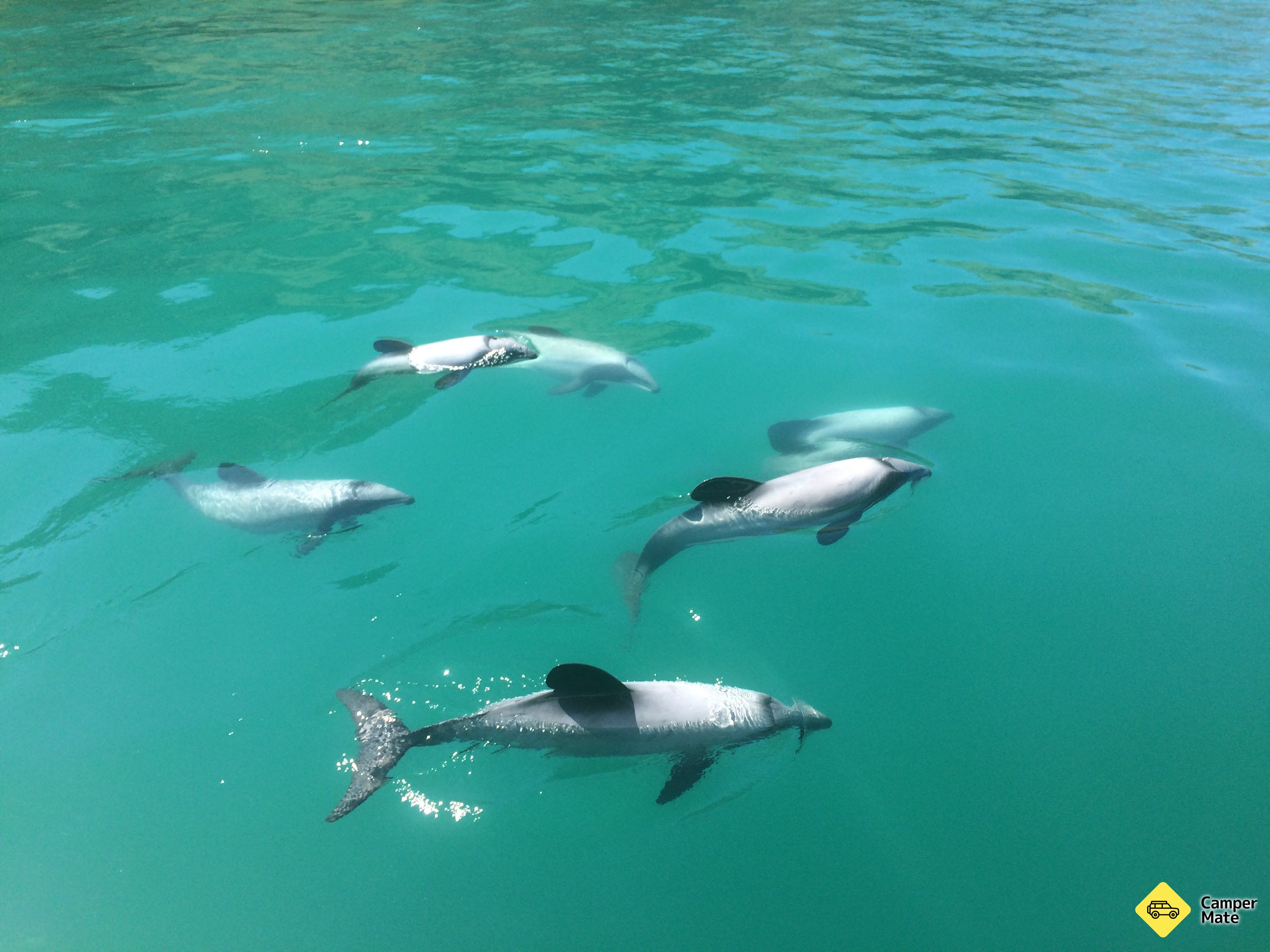 Akaroa Fox II Sailing Adventures - Image 2