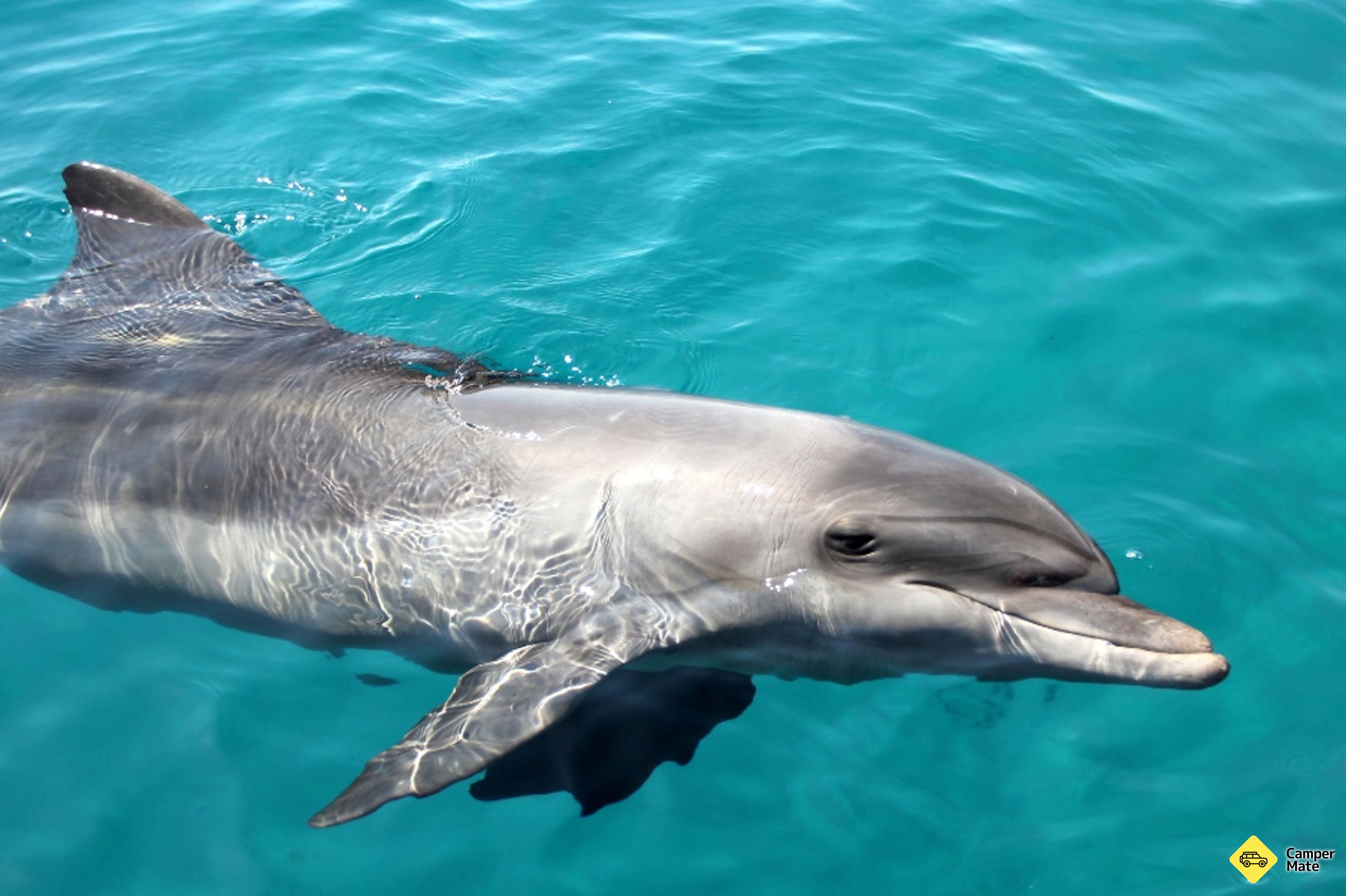 Ubytování Moreton Island Wildlife and Wreck Snorkell Cruises - Image 3