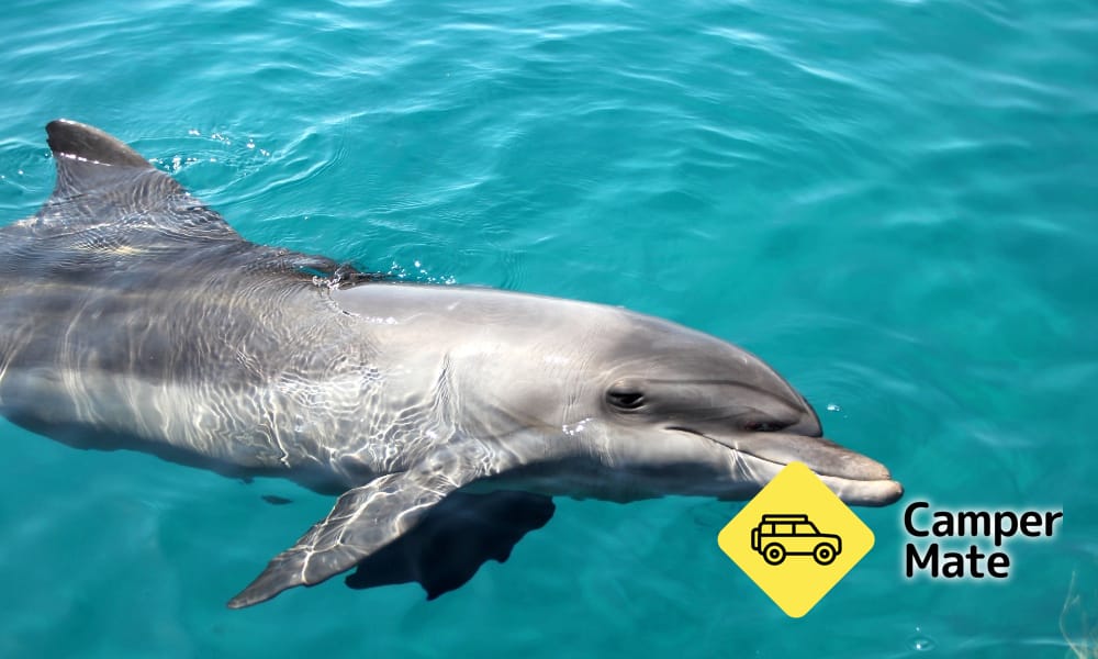 Moreton Island Wildlife and Wreck Snorkell Cruises - Image 3