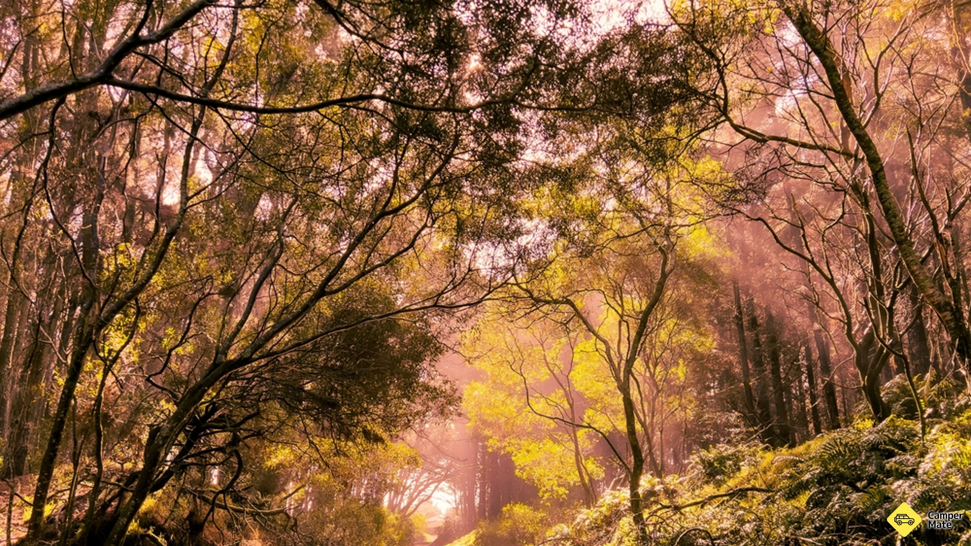 Waitarere Forest LOTR Trollshaw Forest Film Ort