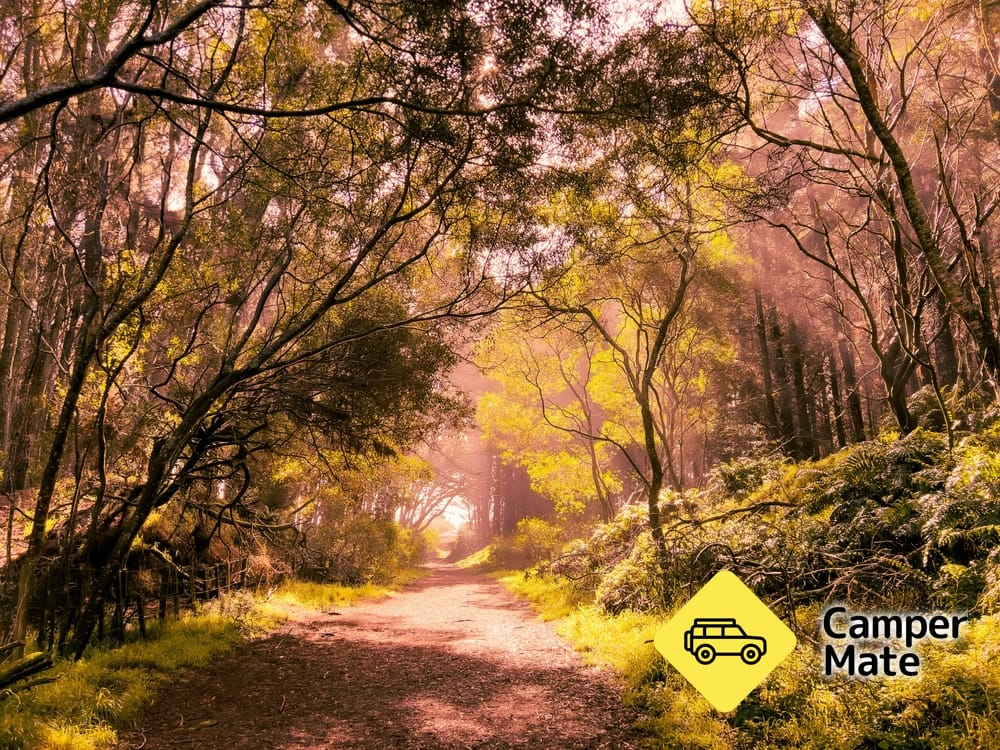 Waitarere Forest LOTR Trollshaw Forest Film Location