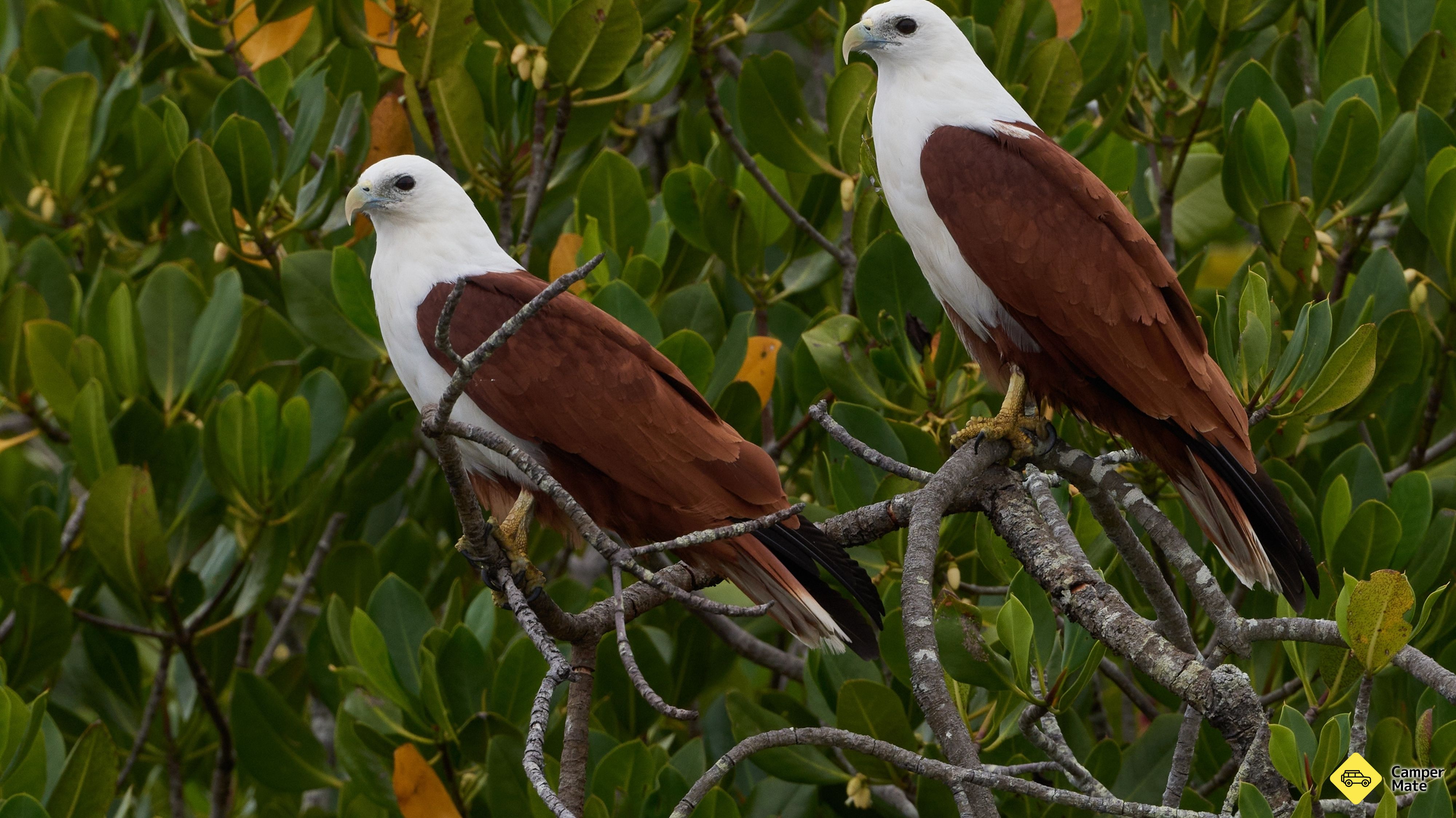 Sehenswürdigkeiten in der Nähe von Weyba Mangrove Boardwalk