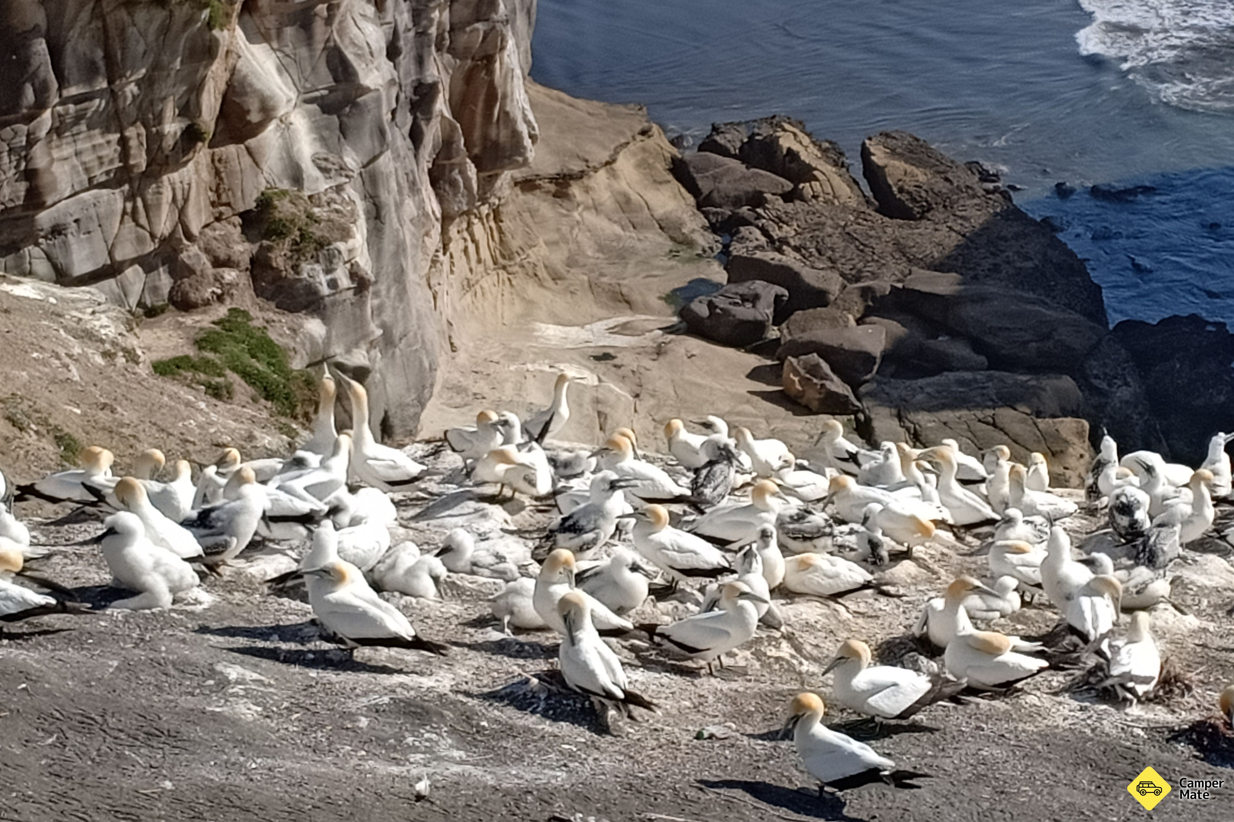 Muriwai Gannet Colony Point de vue - Image 2