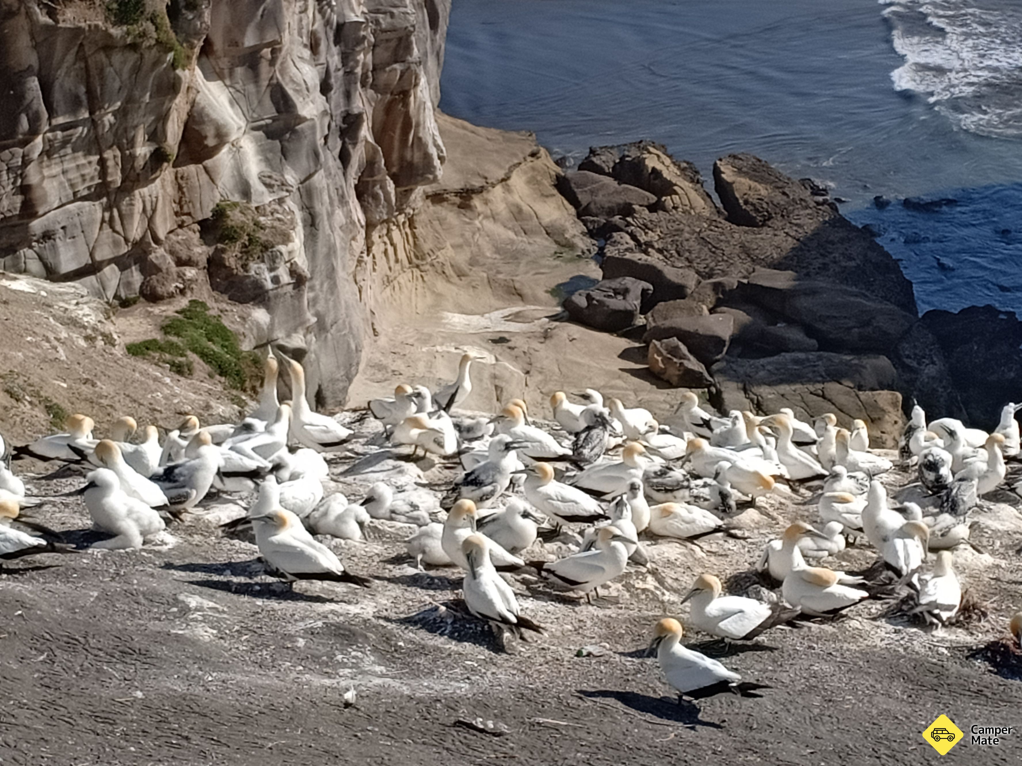 Muriwai Gannet Colony Point de vue - Image 2
