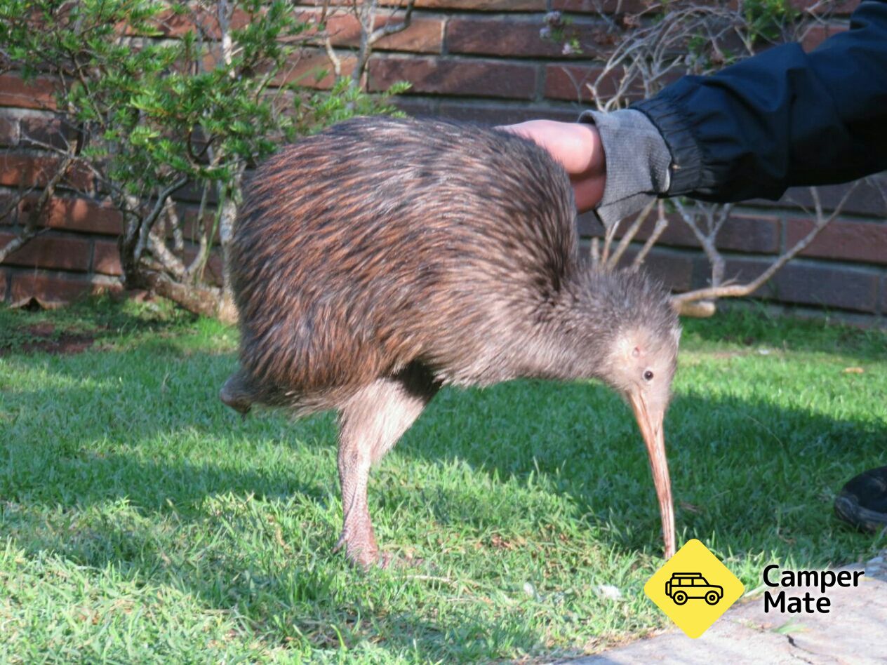 Das Native Bird Recovery Center - Image 2