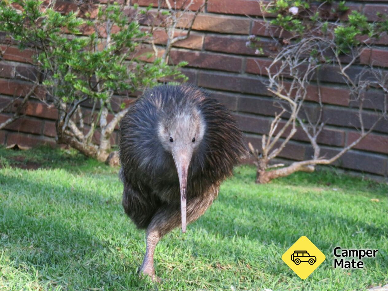 Das Native Bird Recovery Center - Image 3