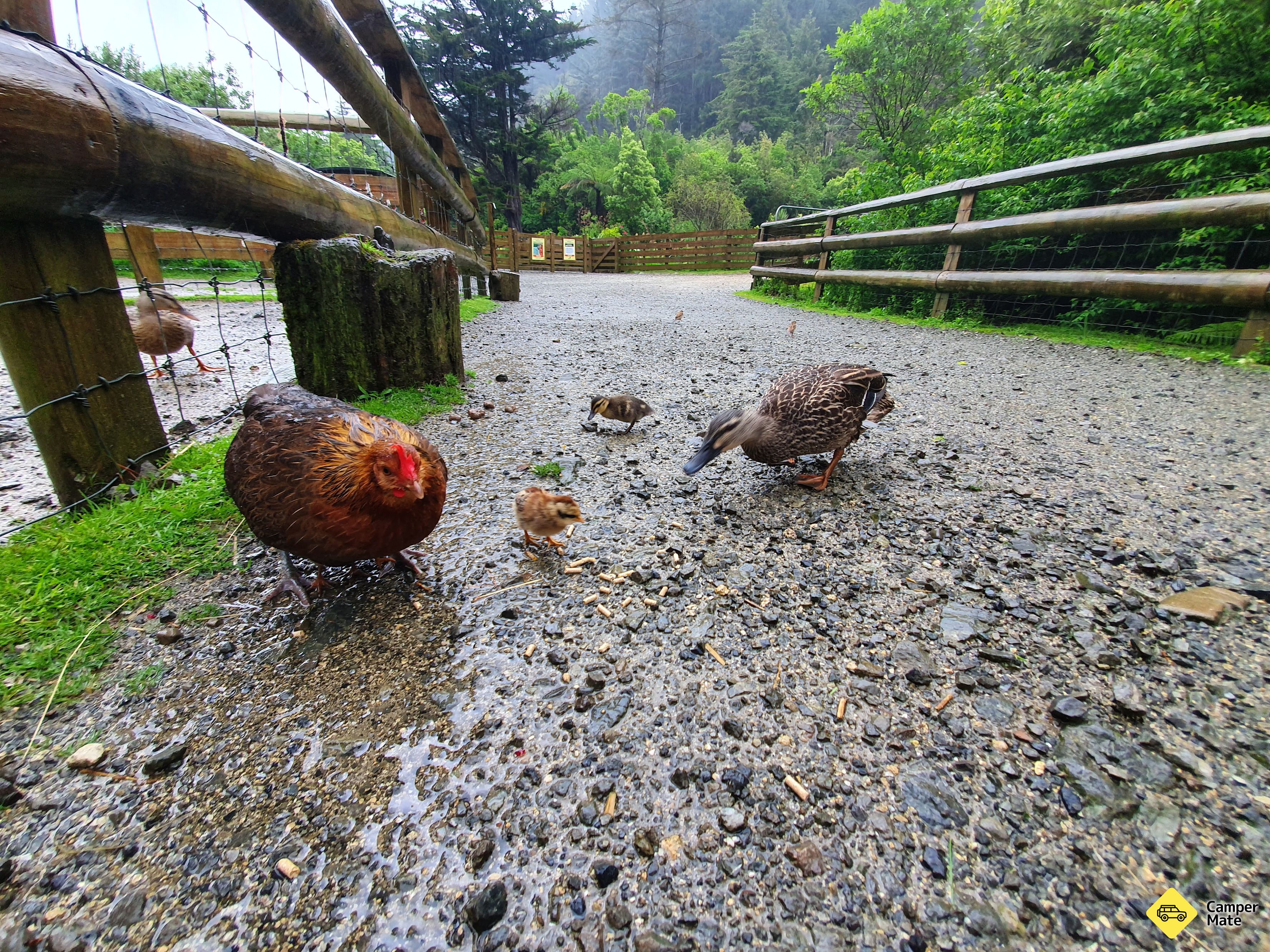 Staglands Wildlife Reserve - Image 2