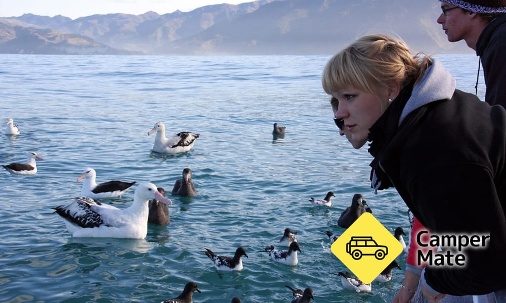 Albatross Encounter - Image 2