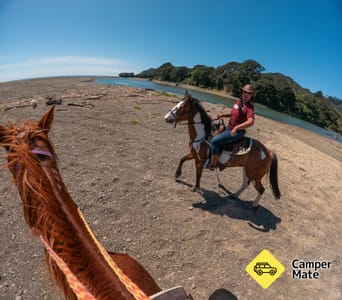 Te Kaha Standfast Horse Treks