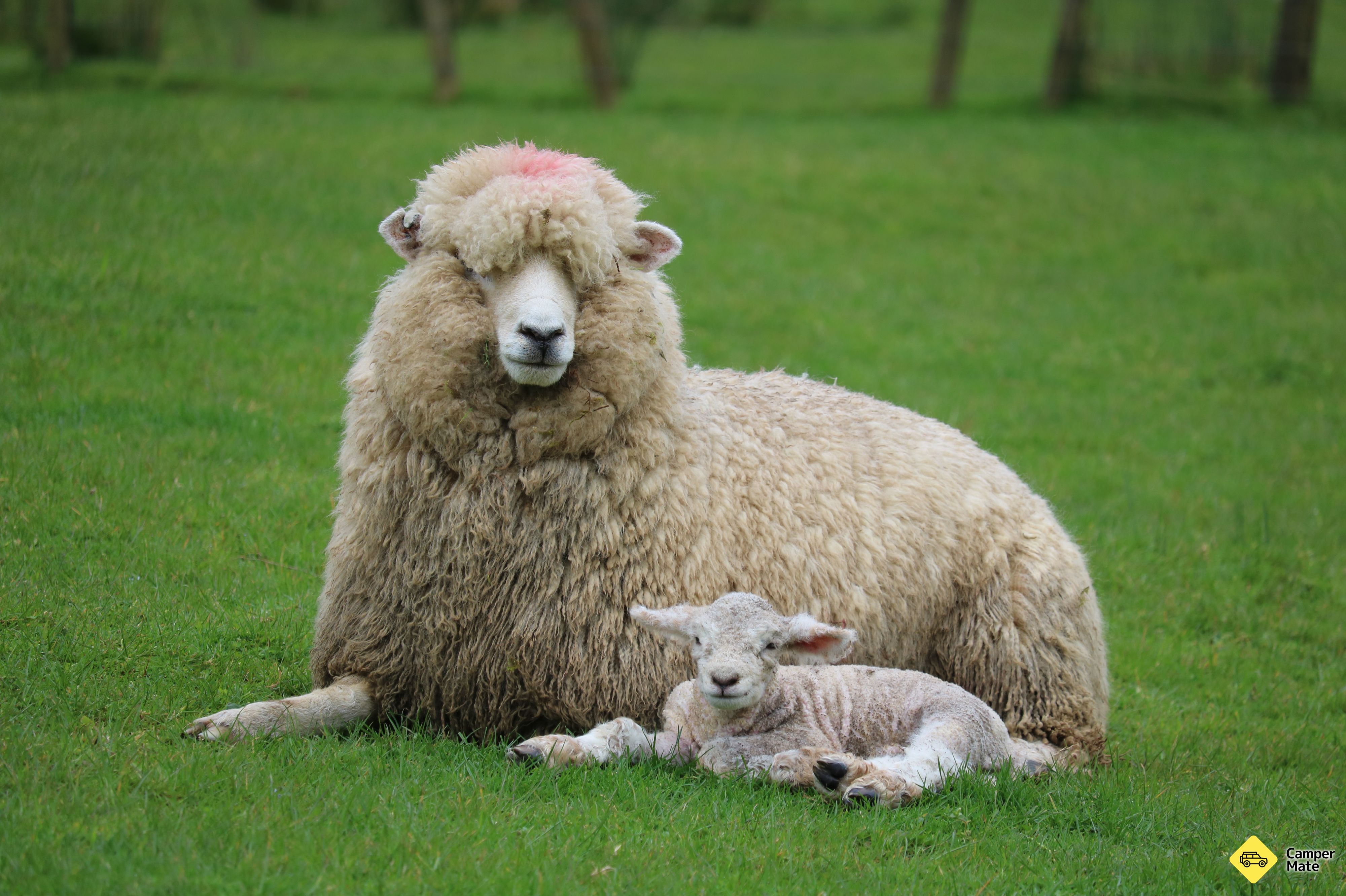 Sheepworld Farm Park - Image 3