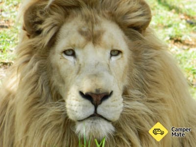 Karta över Darling Downs Zoo