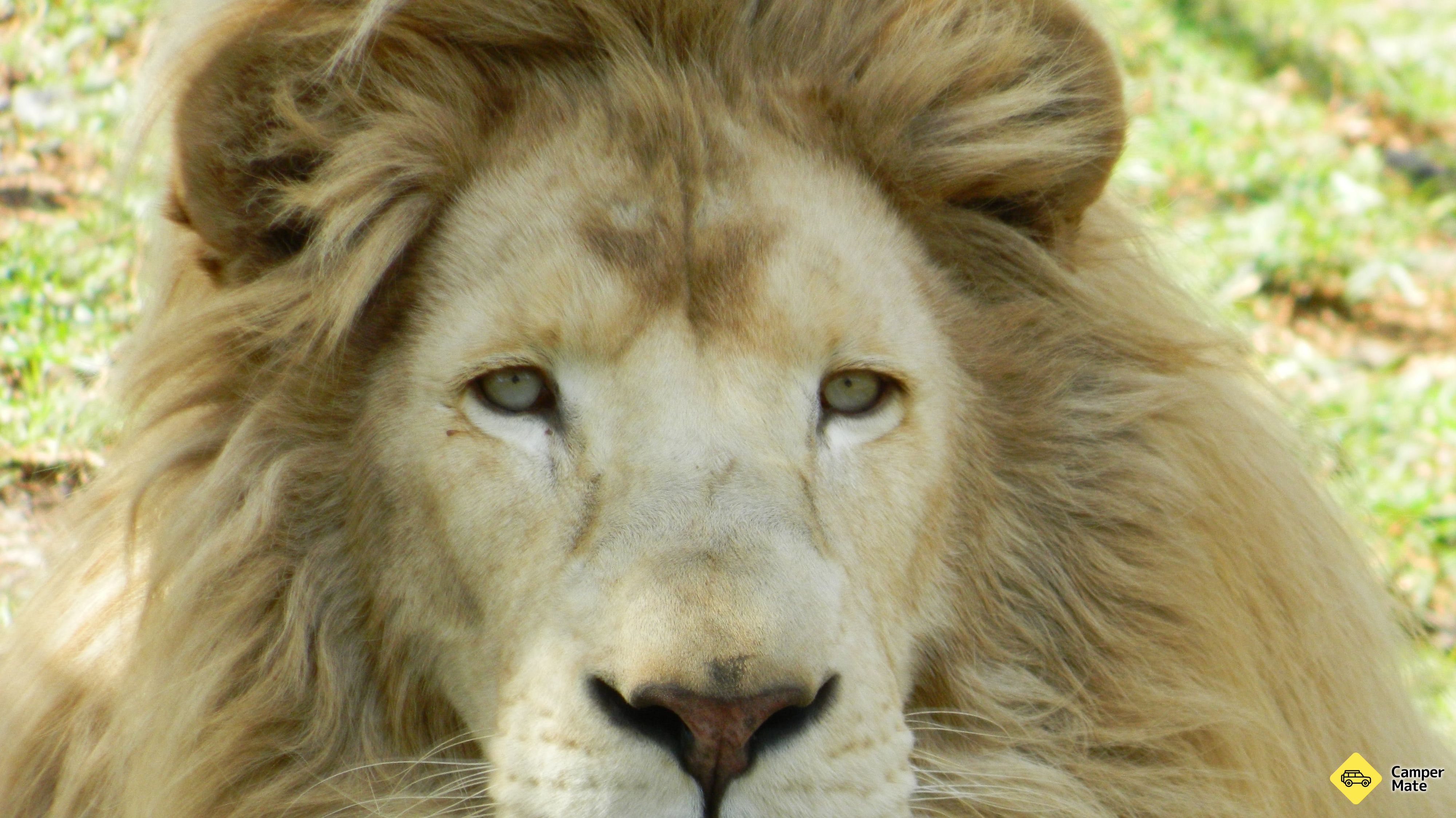 Der Darling Downs Zoo