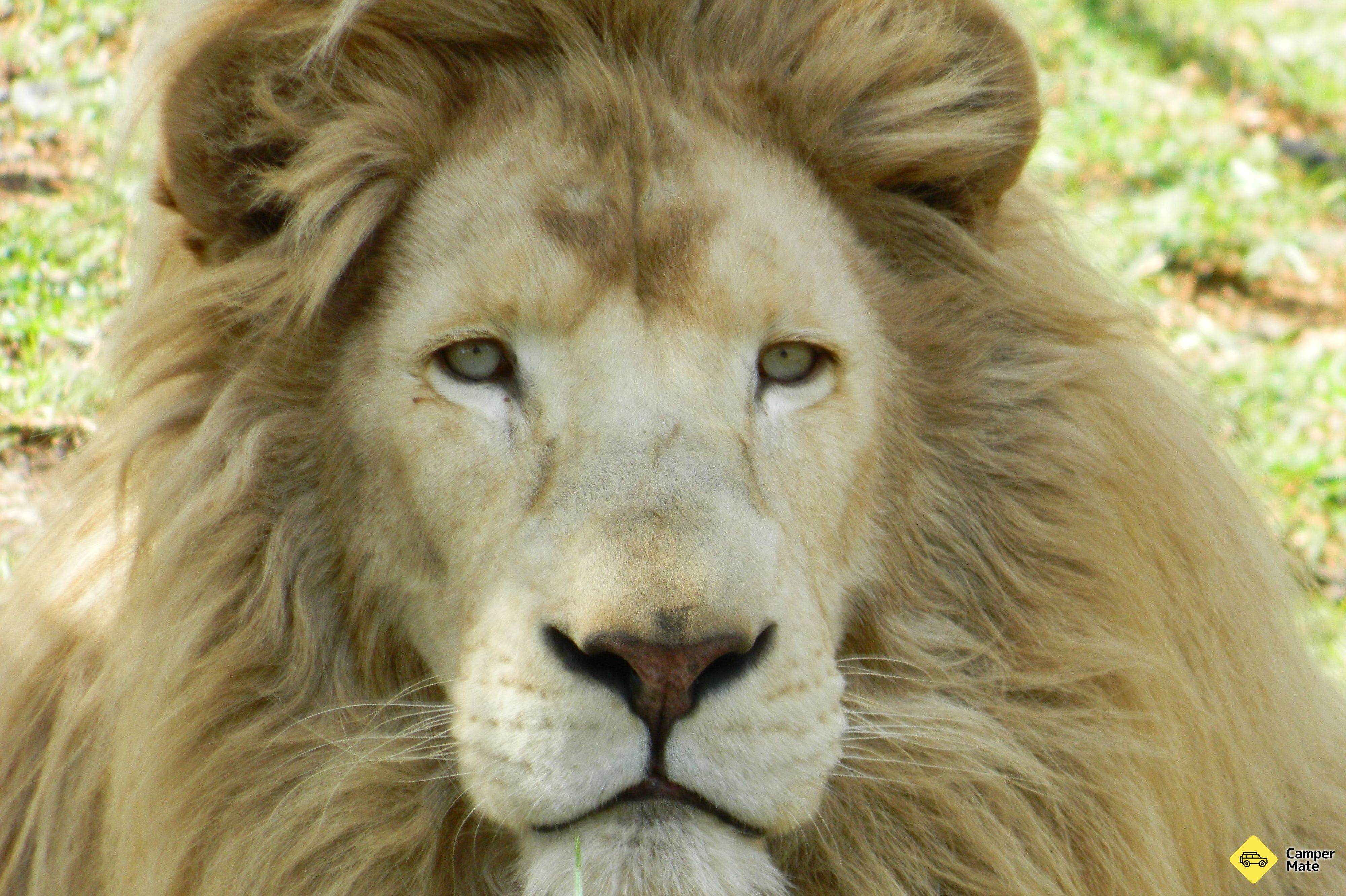 Karta över Darling Downs Zoo