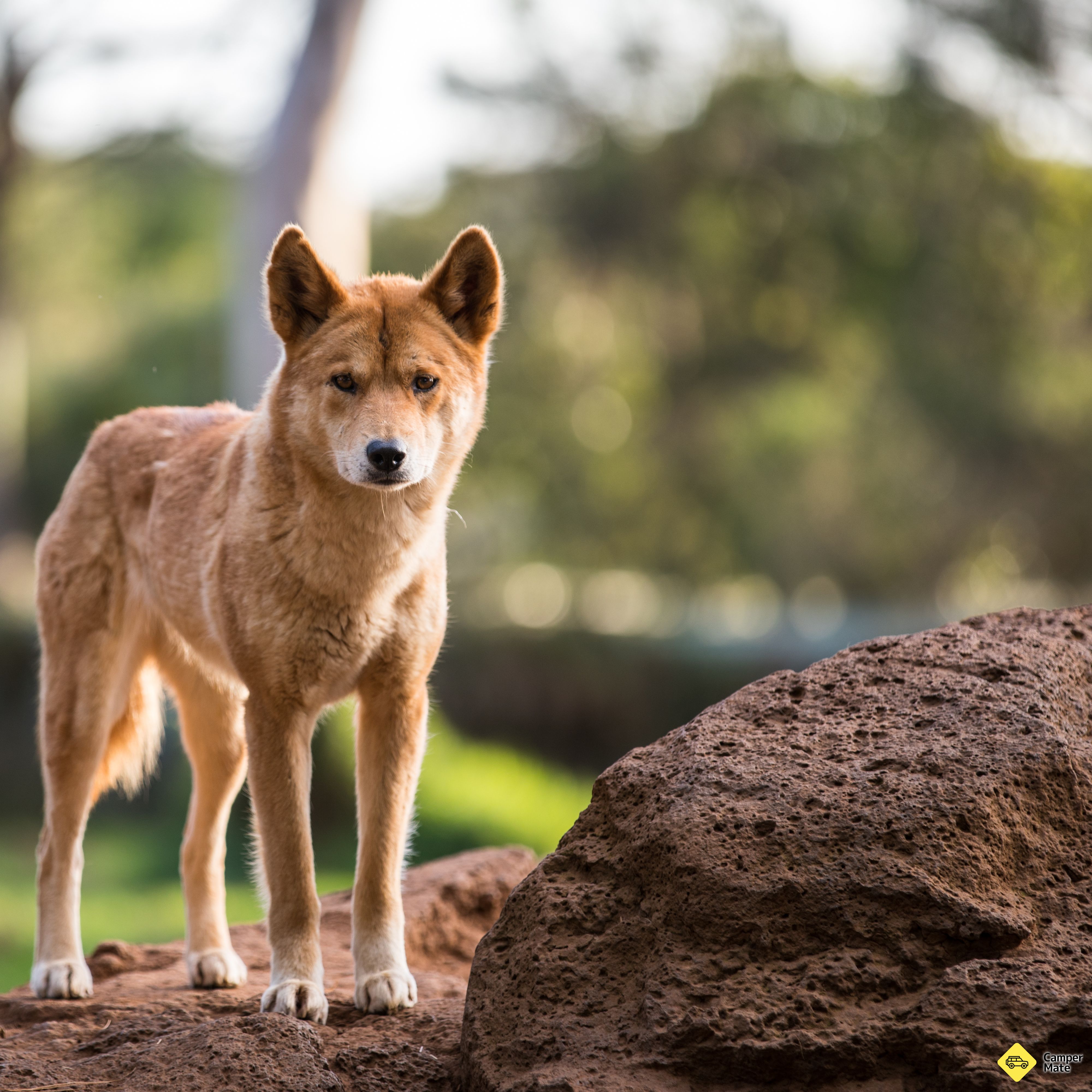 Healesville Sanctuary(ハイレスヴィル・サンクトゥアリー) - Image 2