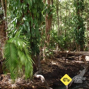 Manngarre Rainforest Walk