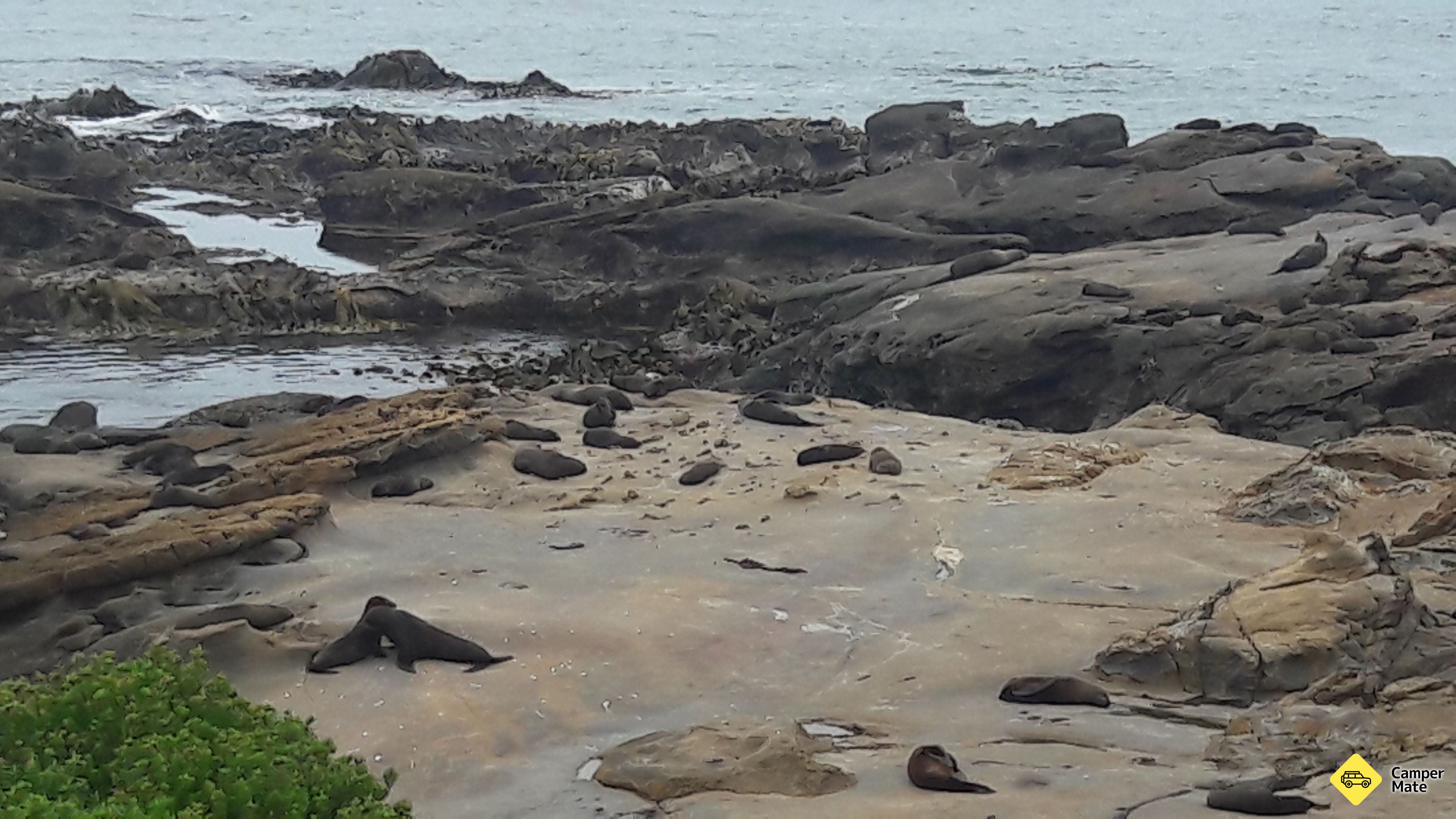 Shag Point - Image 2
