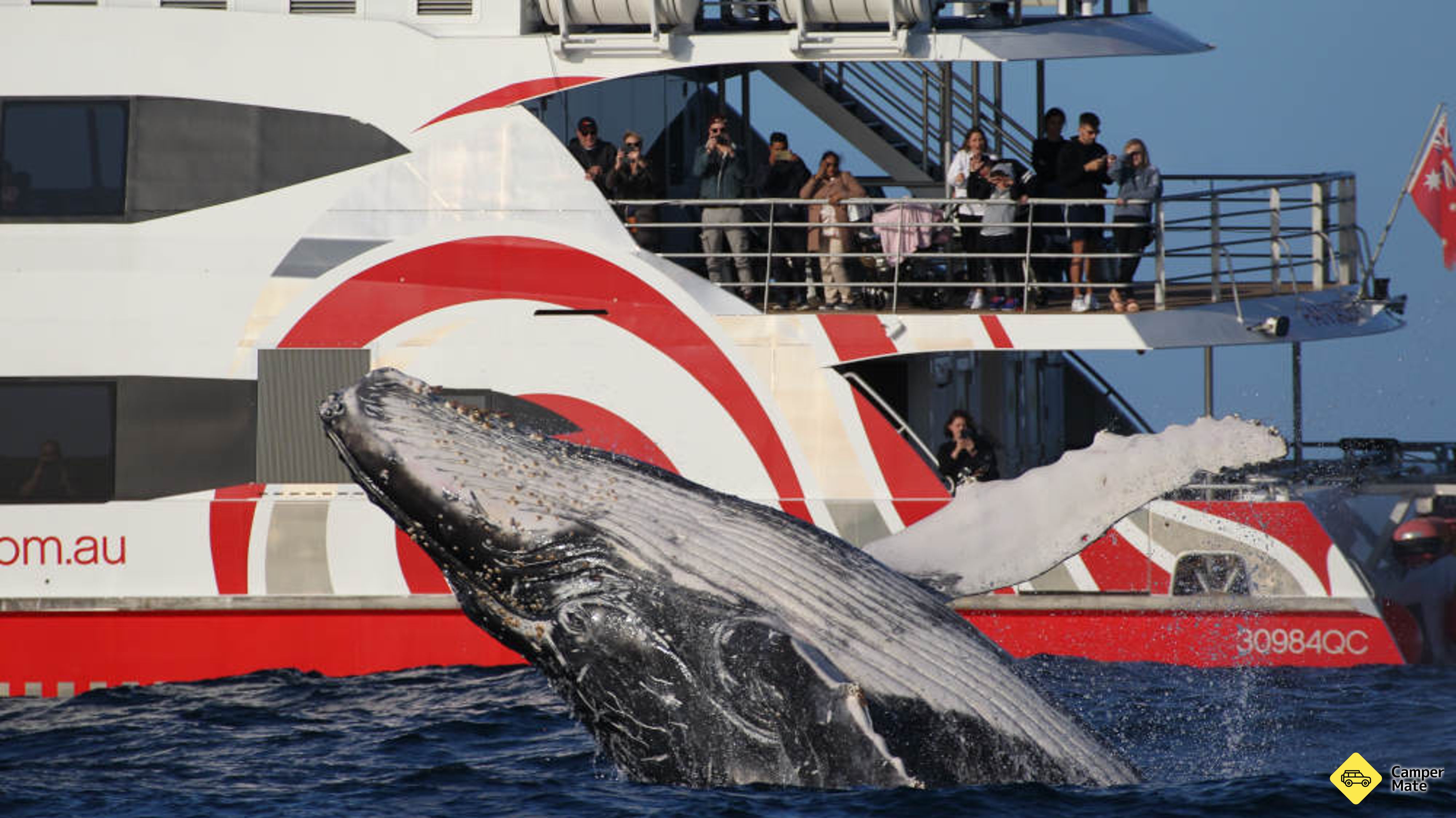 Sydney Whale auf der Discovery Cruise