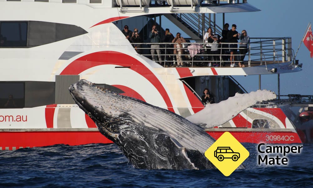 Sydney Whale Watching Discovery Cruise