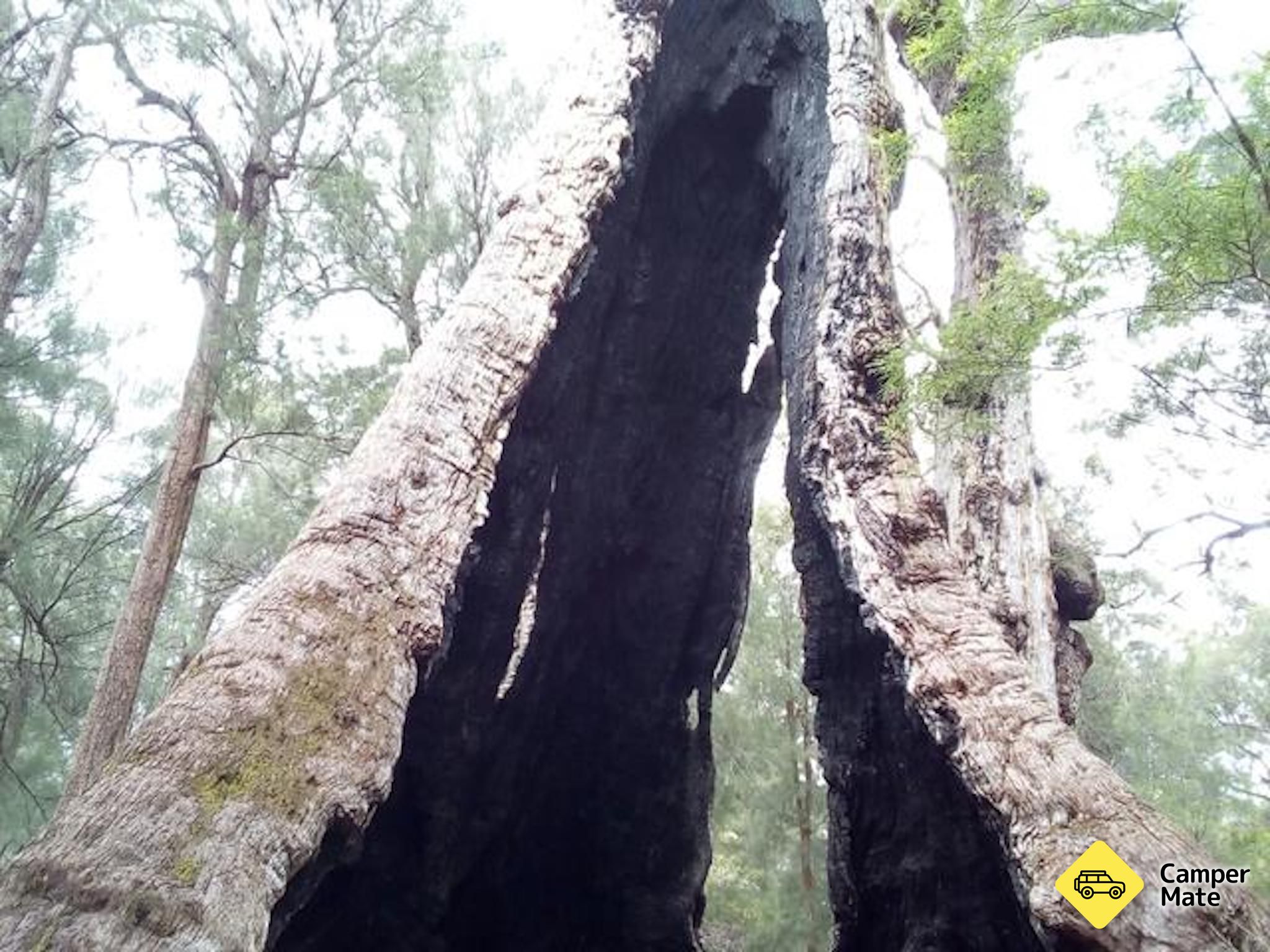Giant Tingle Tree - Image 3