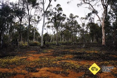 Woylie Walk, Dryandra Woodland
