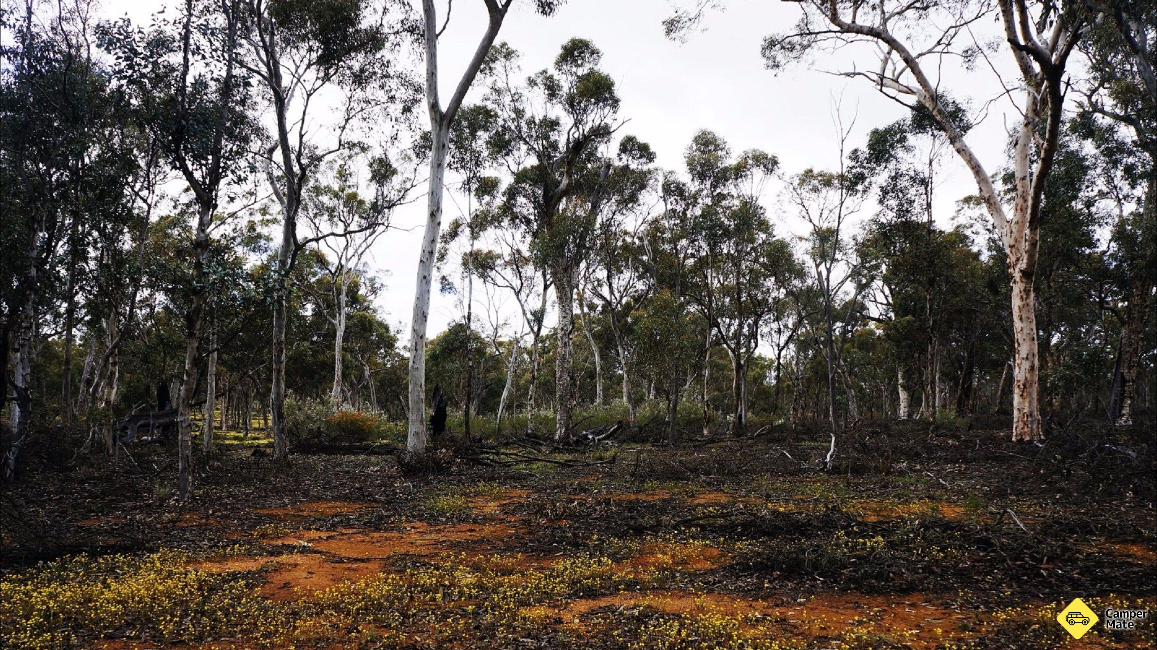 Composição: Woylie Walk, Dryandra Woodland