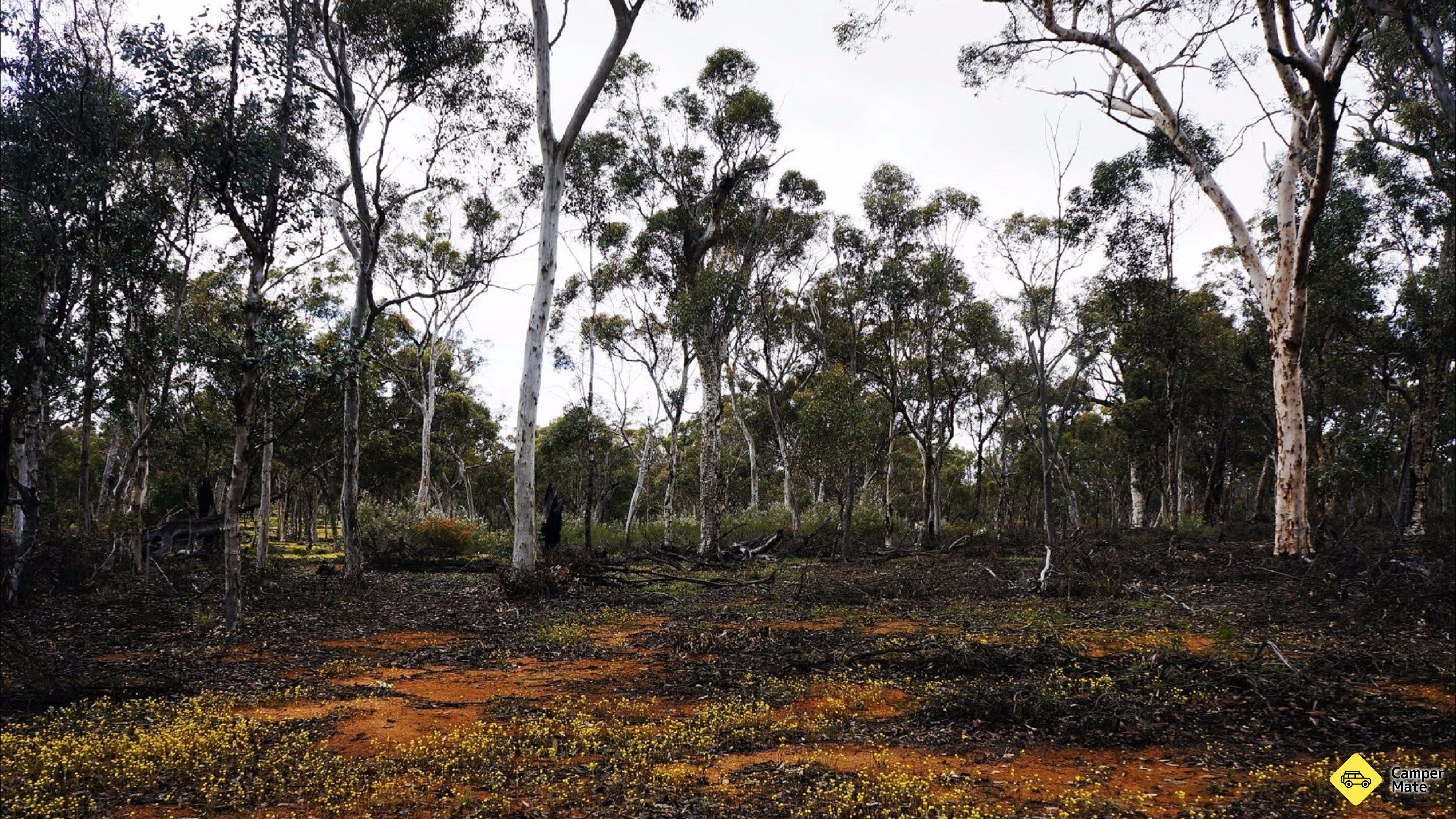 Woylie Walk, Dryandra Woodland
