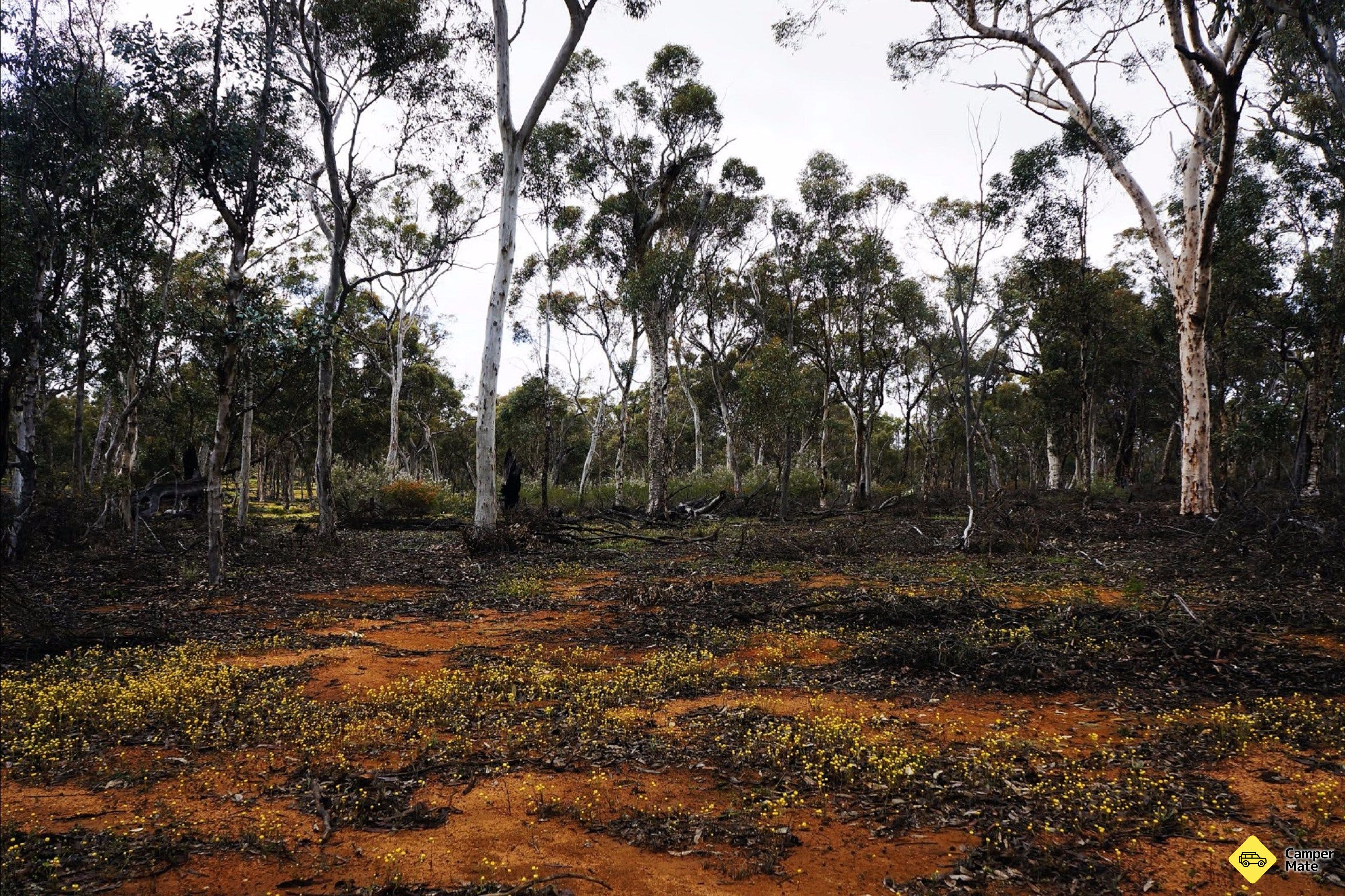 Dramndra Woylie Walk, Dryandra Woodland, Australia's Golden Outback, Western ...