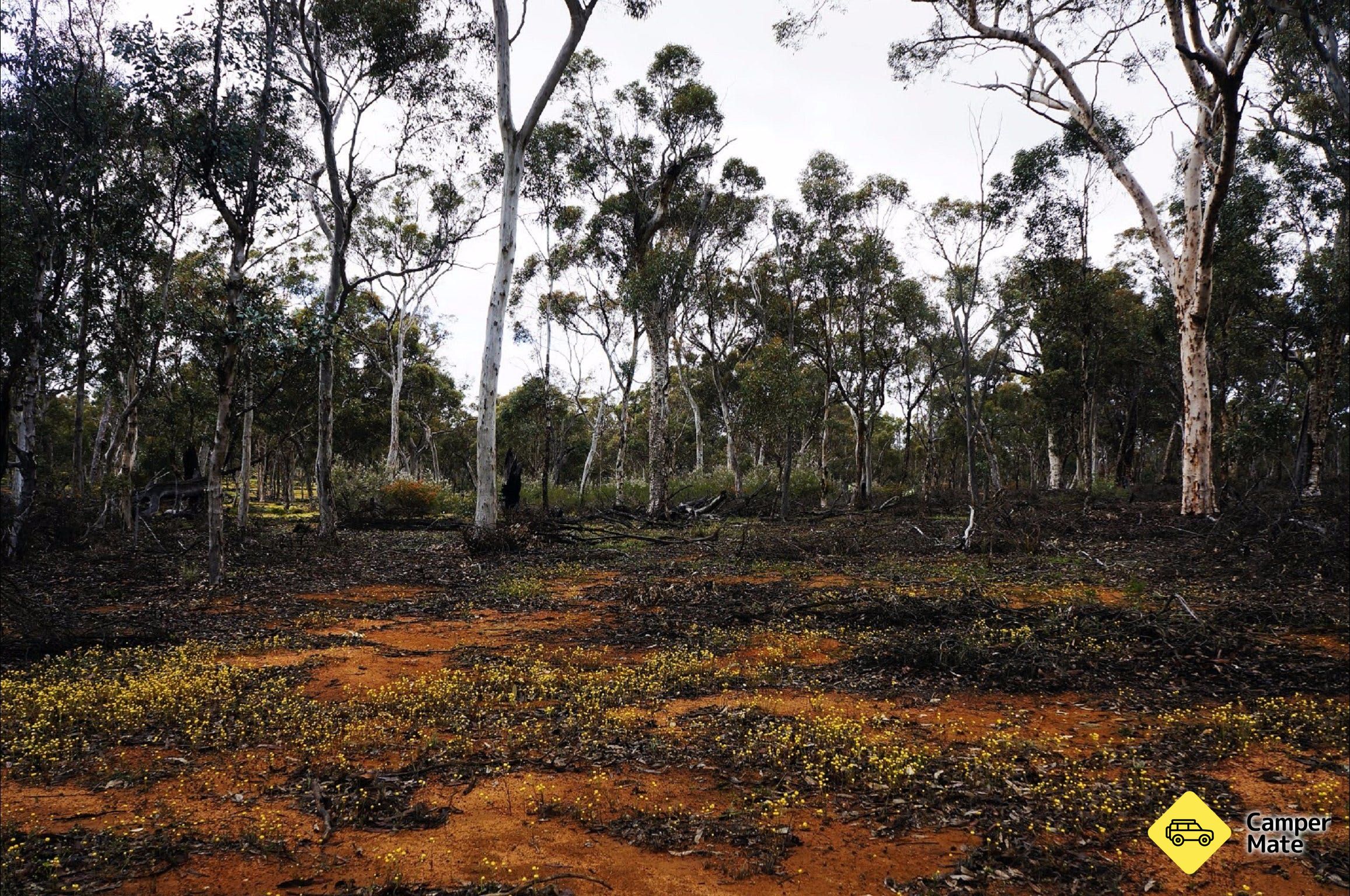 Woylie Walk, Dryandra Woodland