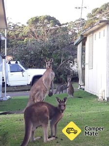 Bushy Tail Caravan Park